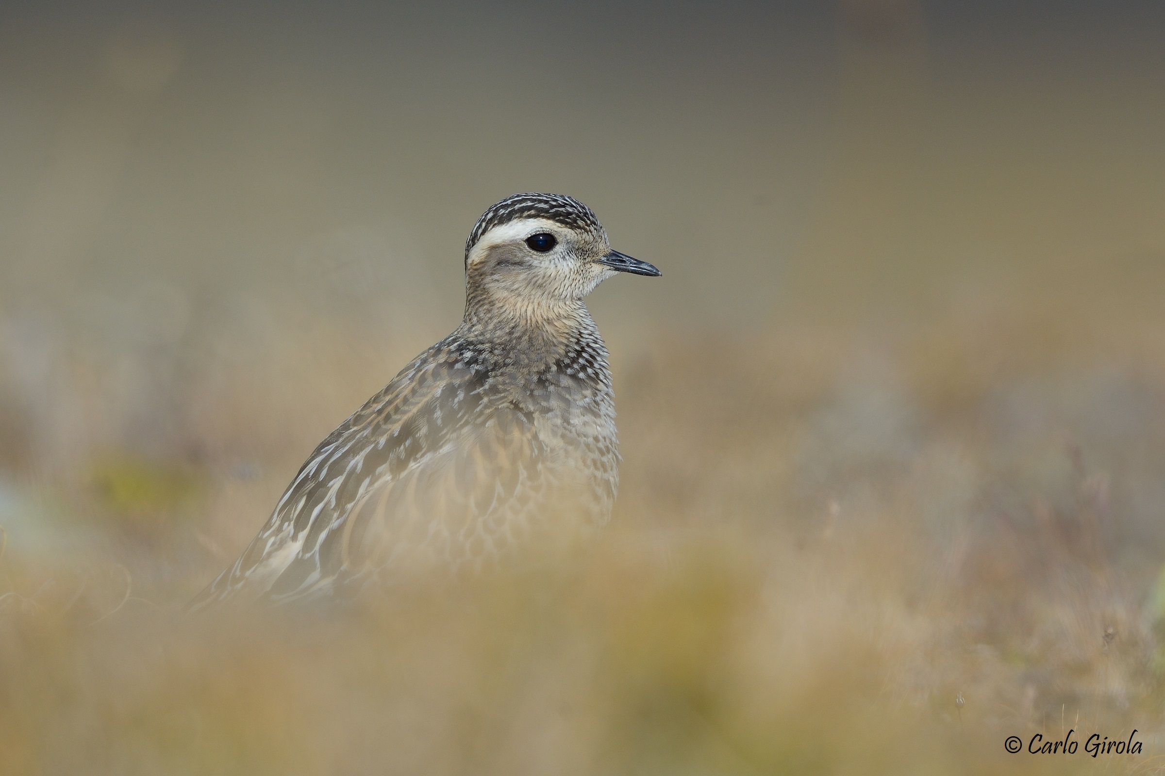 Piviere tortolino (Charadrius morinellus)