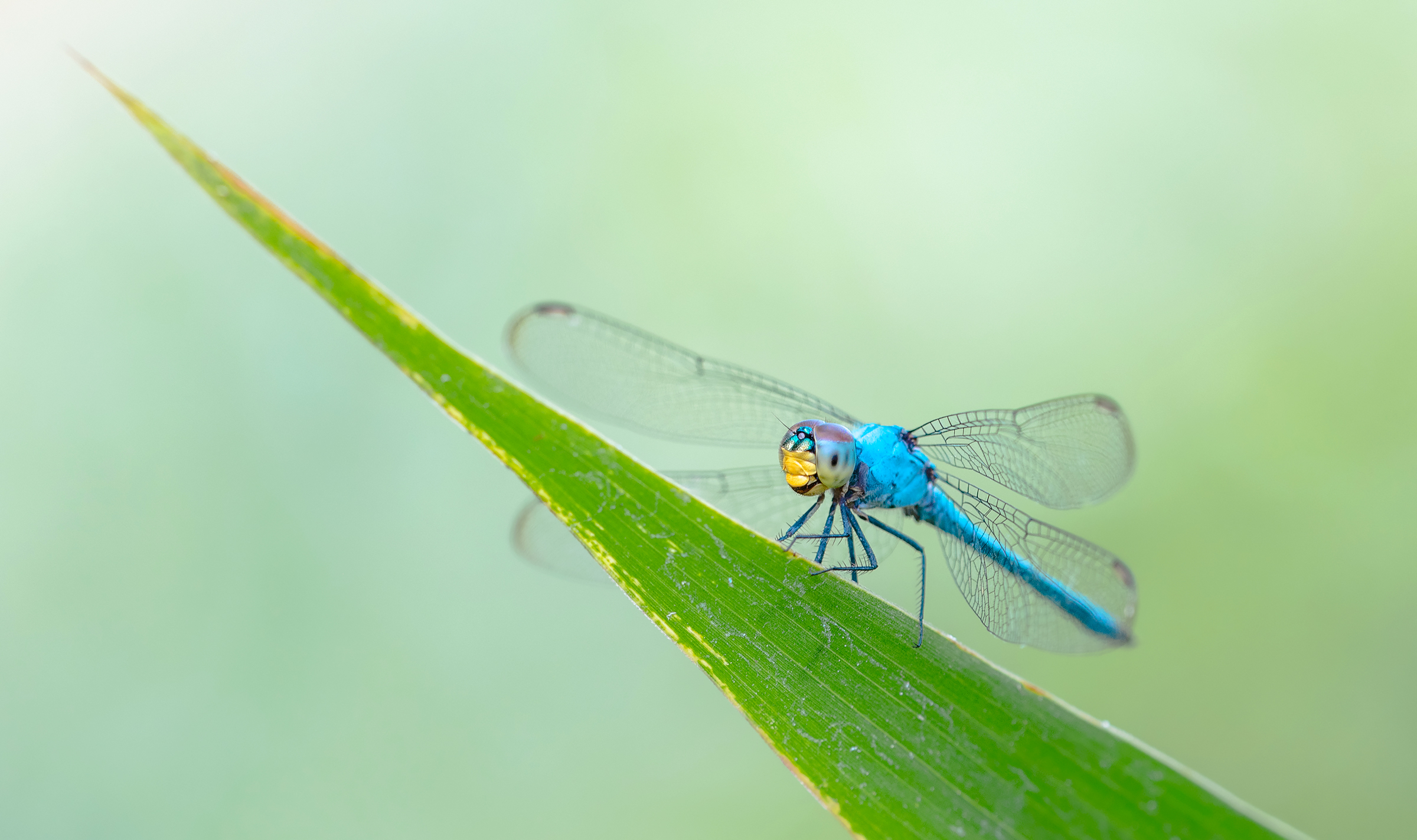 gioielli della natura