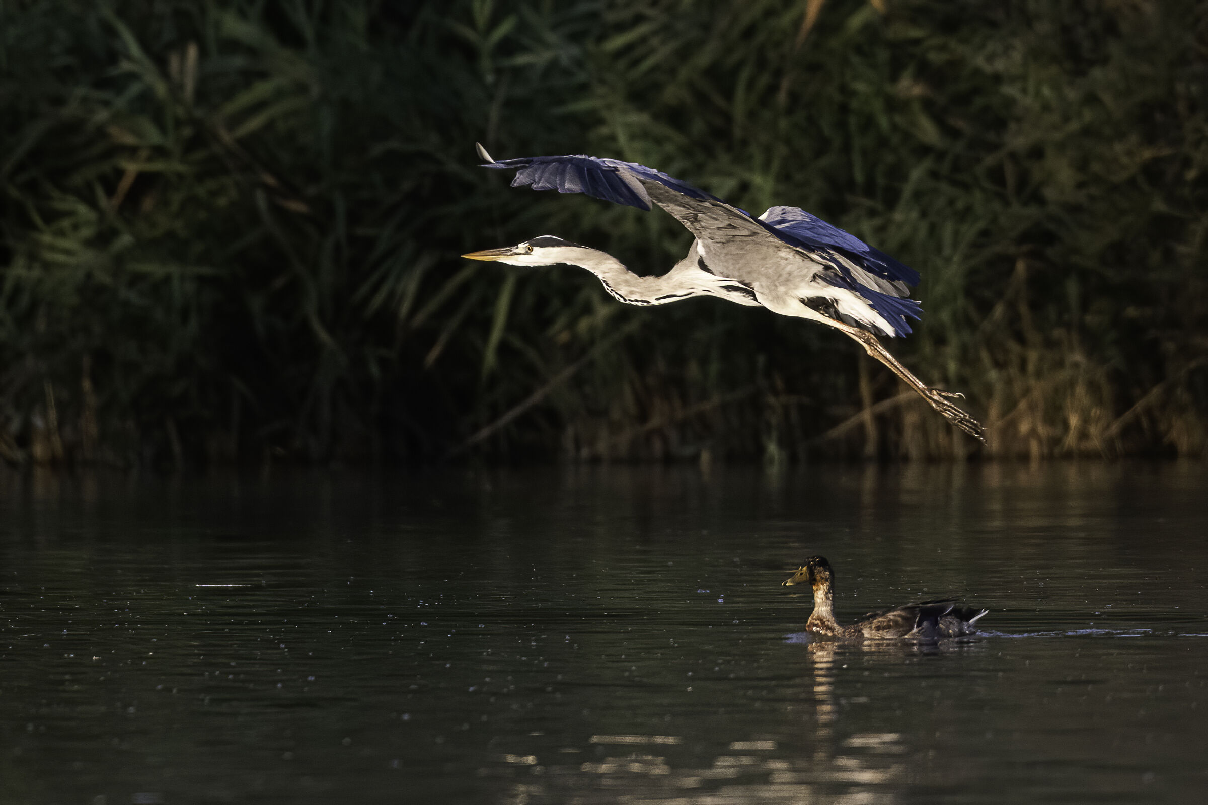 Airone cenerino in volo....al mattino