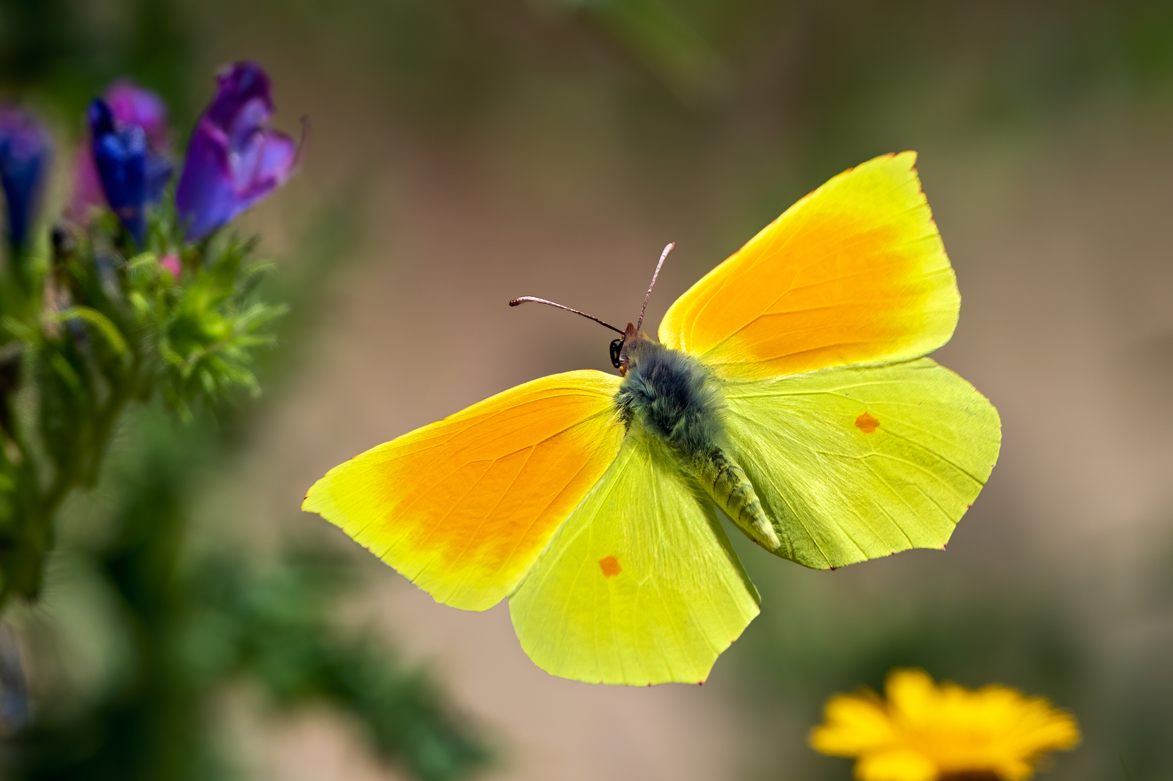 Gonepteryx cleopatra