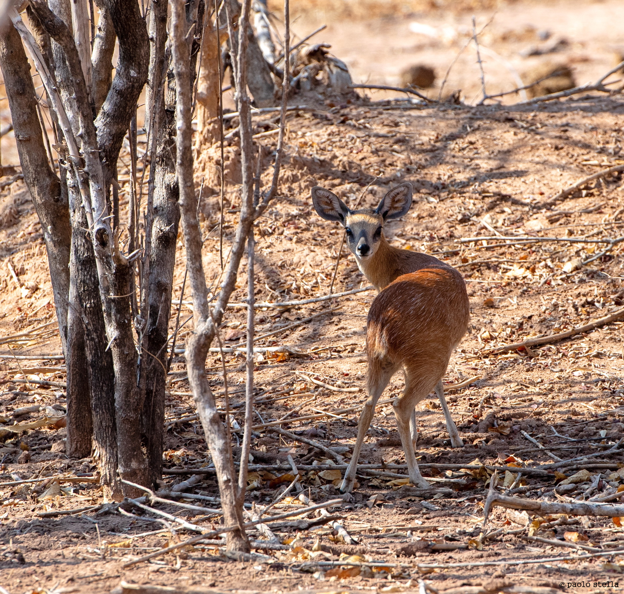 il piccolo steenbok