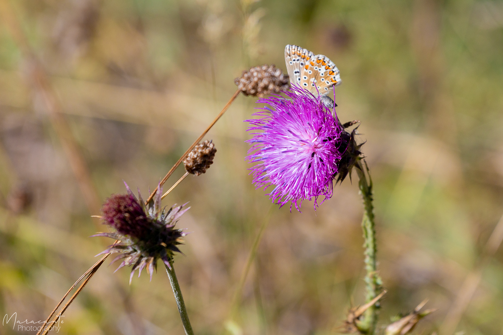 E si va per farfalle