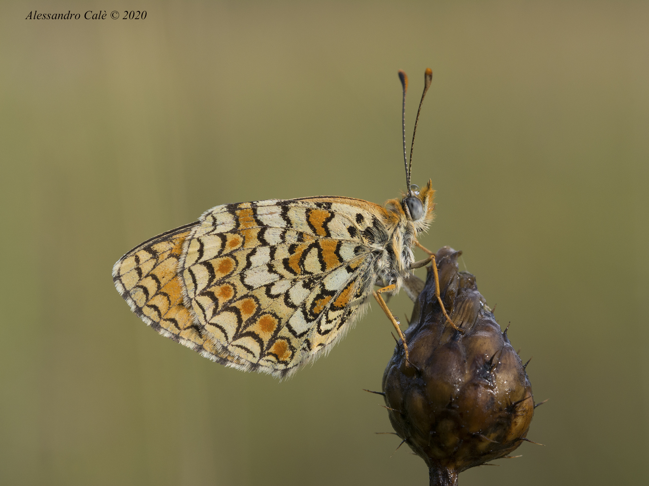 Melitaea phoebe 9681