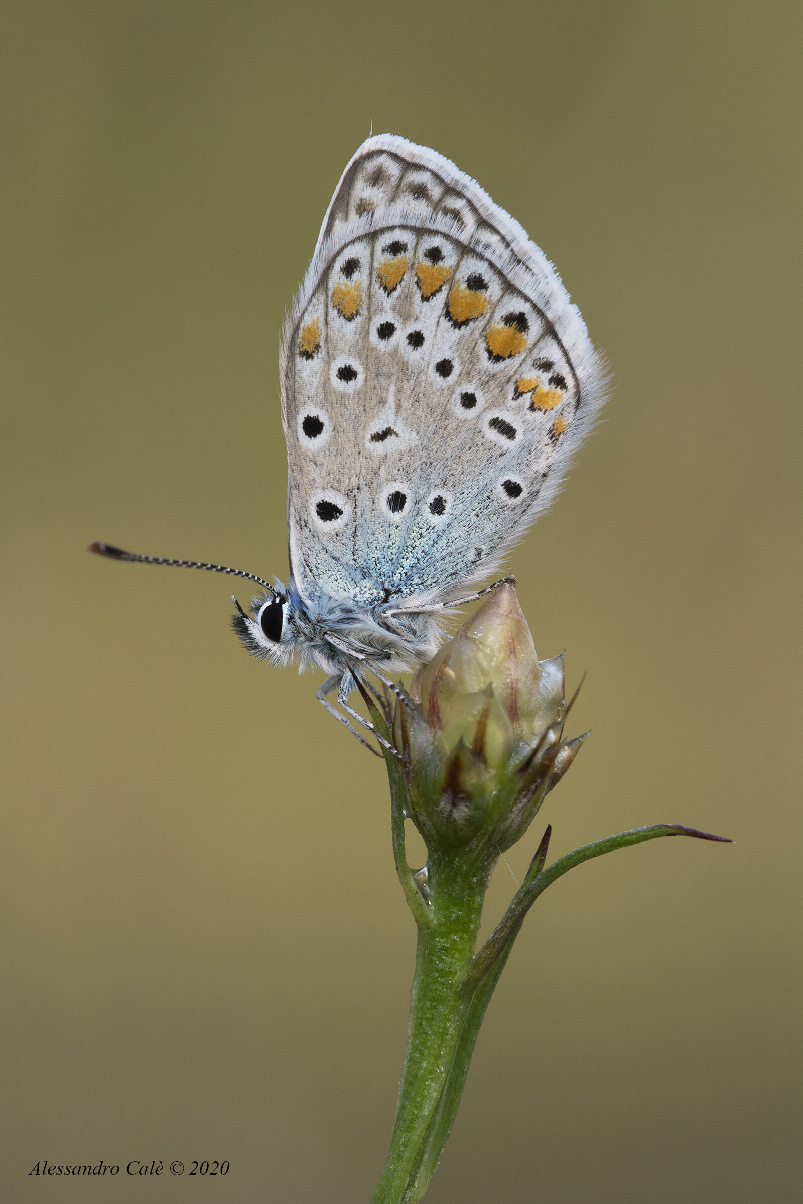 Polyommatus icarus 9642