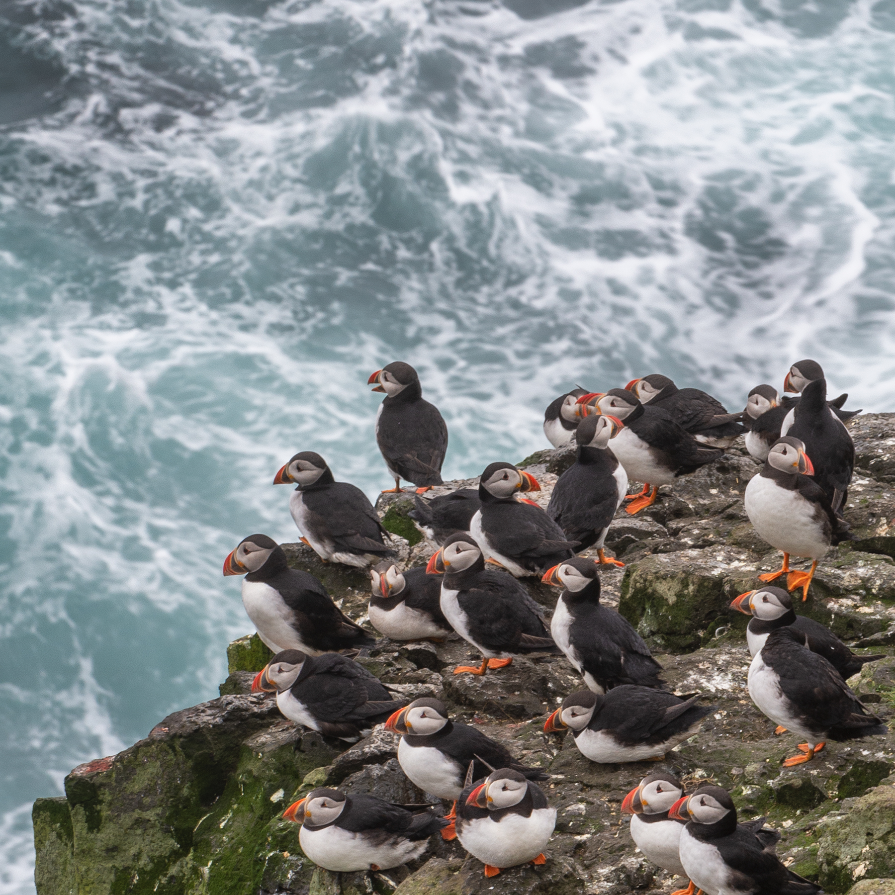 I puffins di Mykines