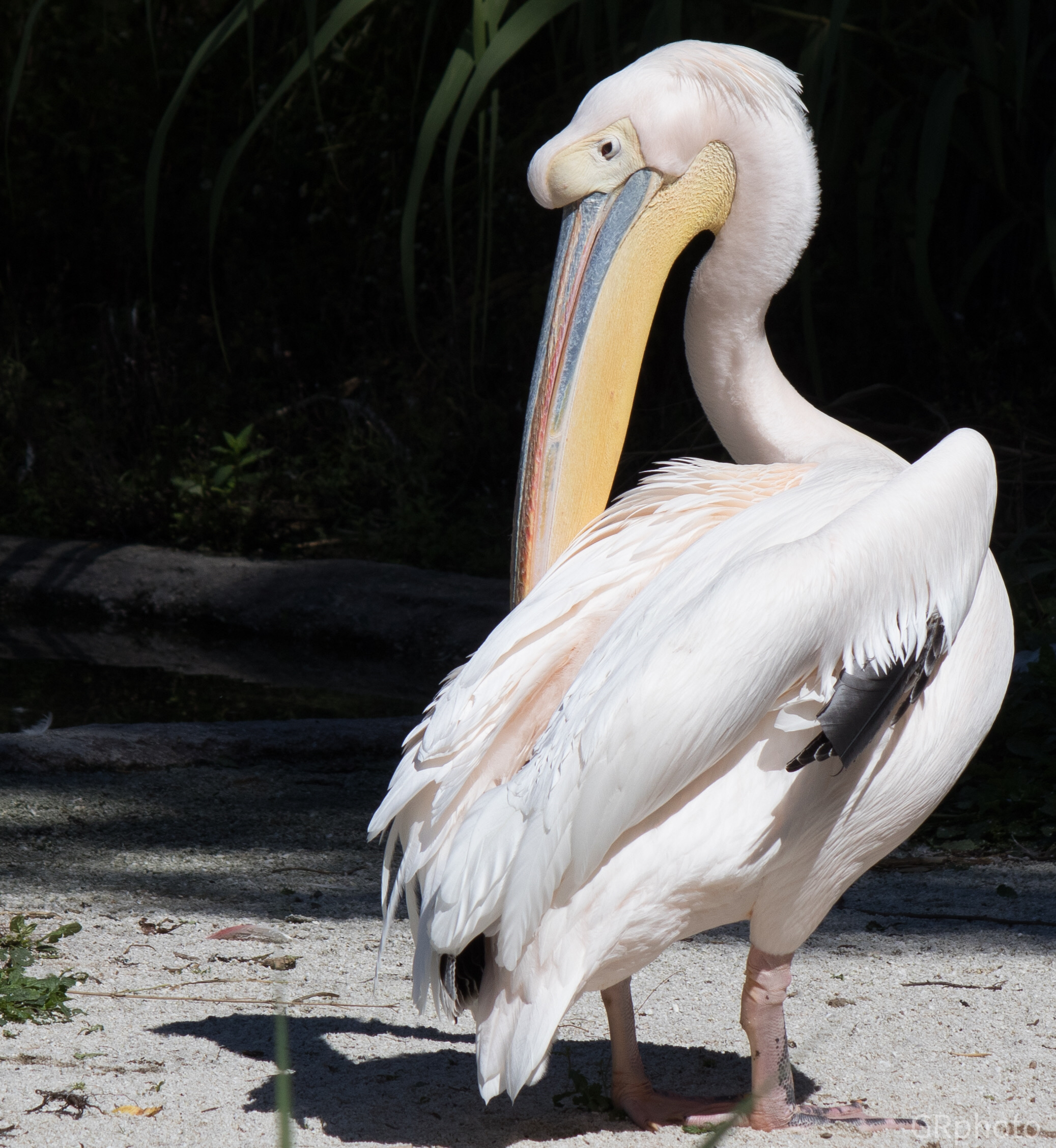 Pelican