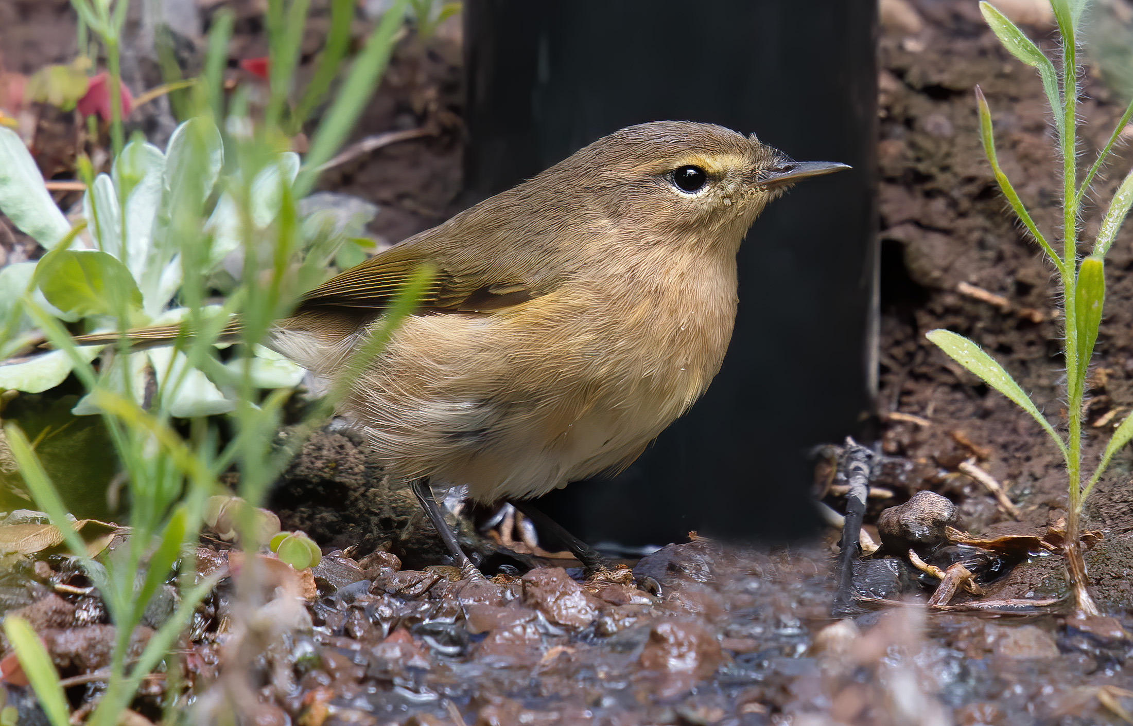 Luì Piccolo of the Canary Islands (Phylloscopus canar...