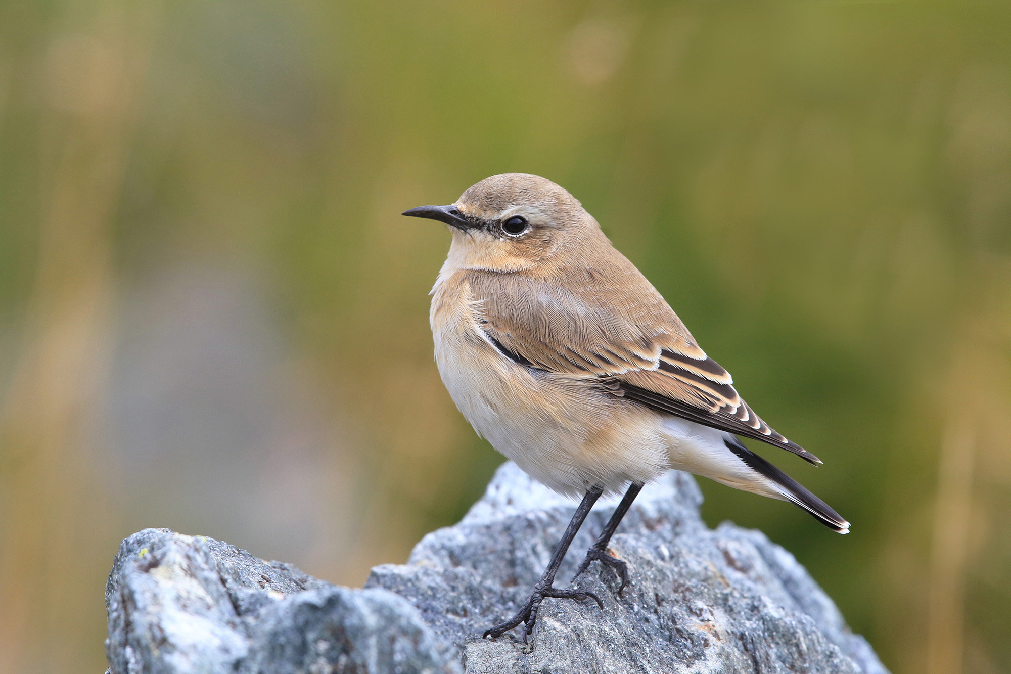 culbianco winter livery