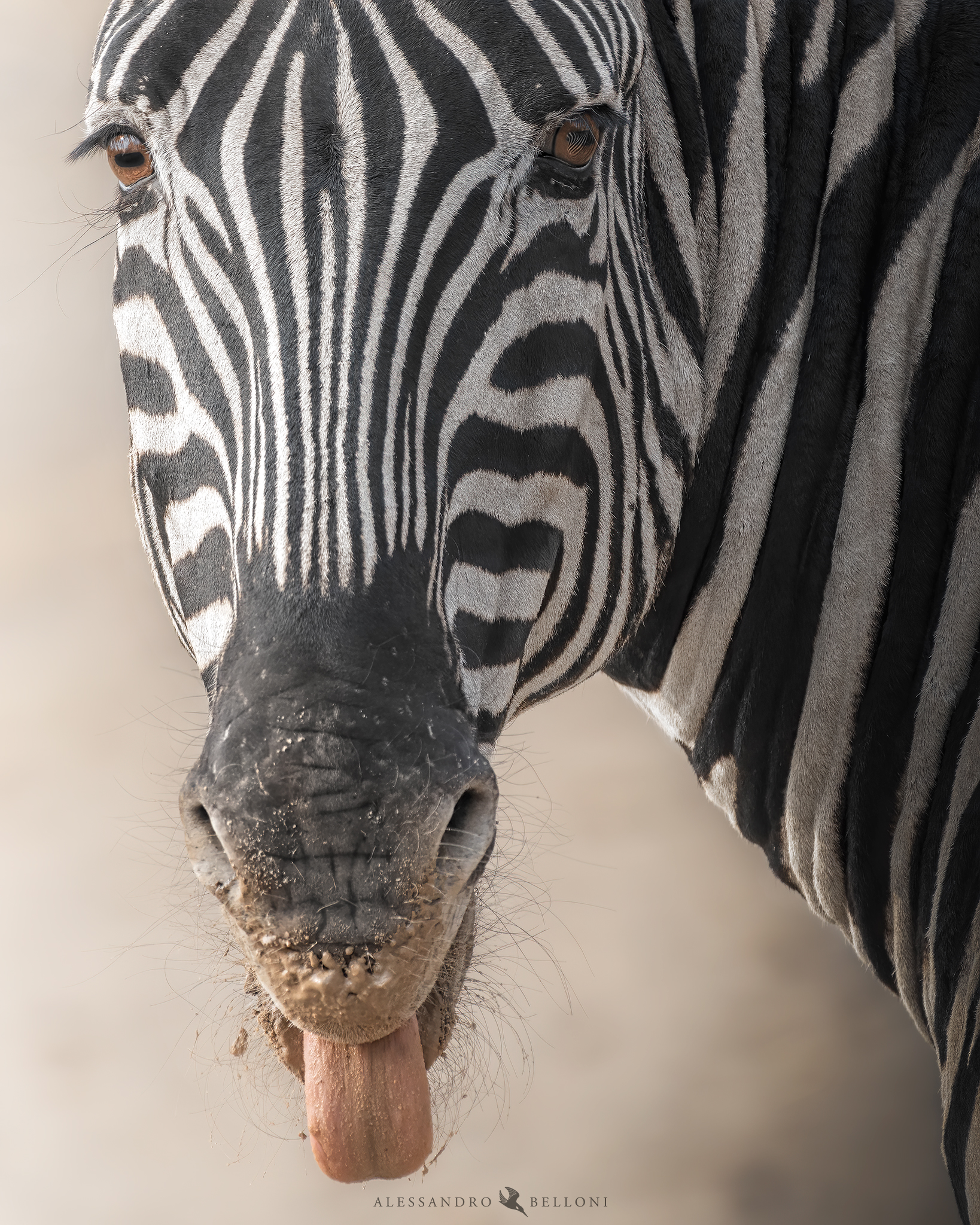 Portrait of a Mountain Zebra