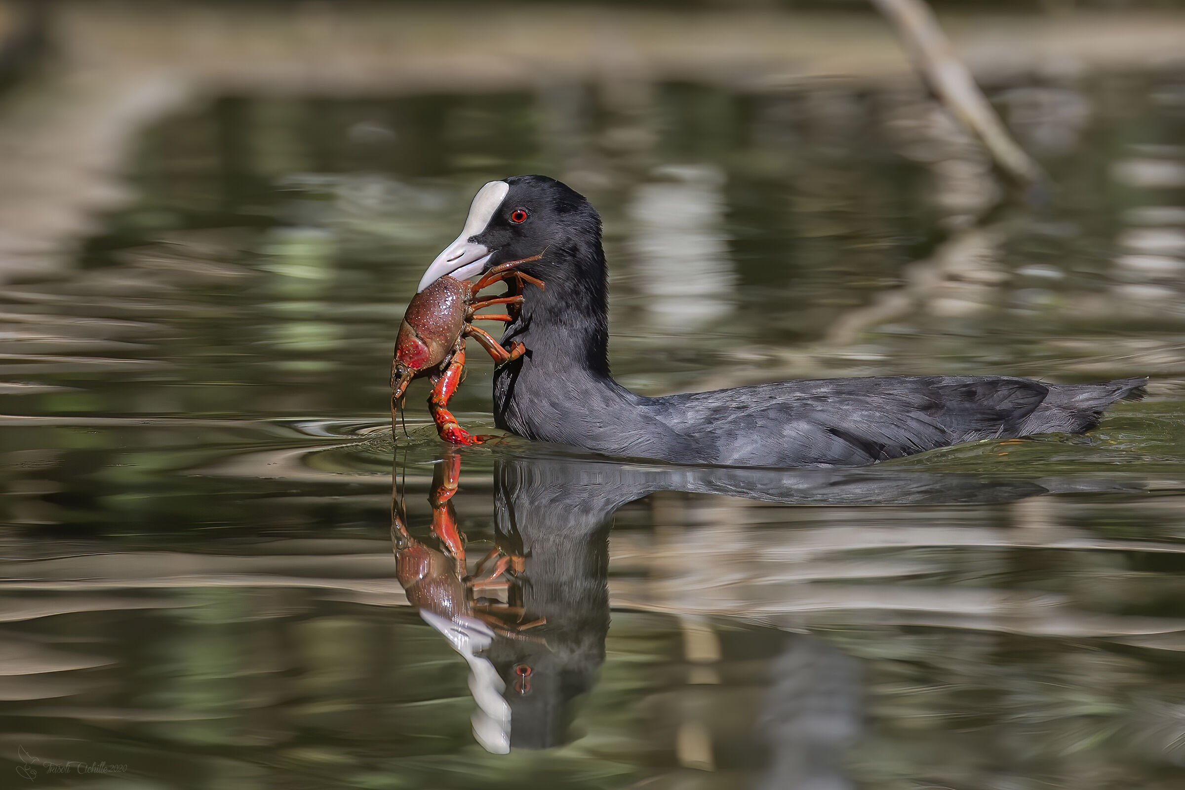 folaga con gambero rosso della louisiana