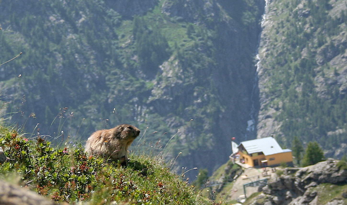 Marmot