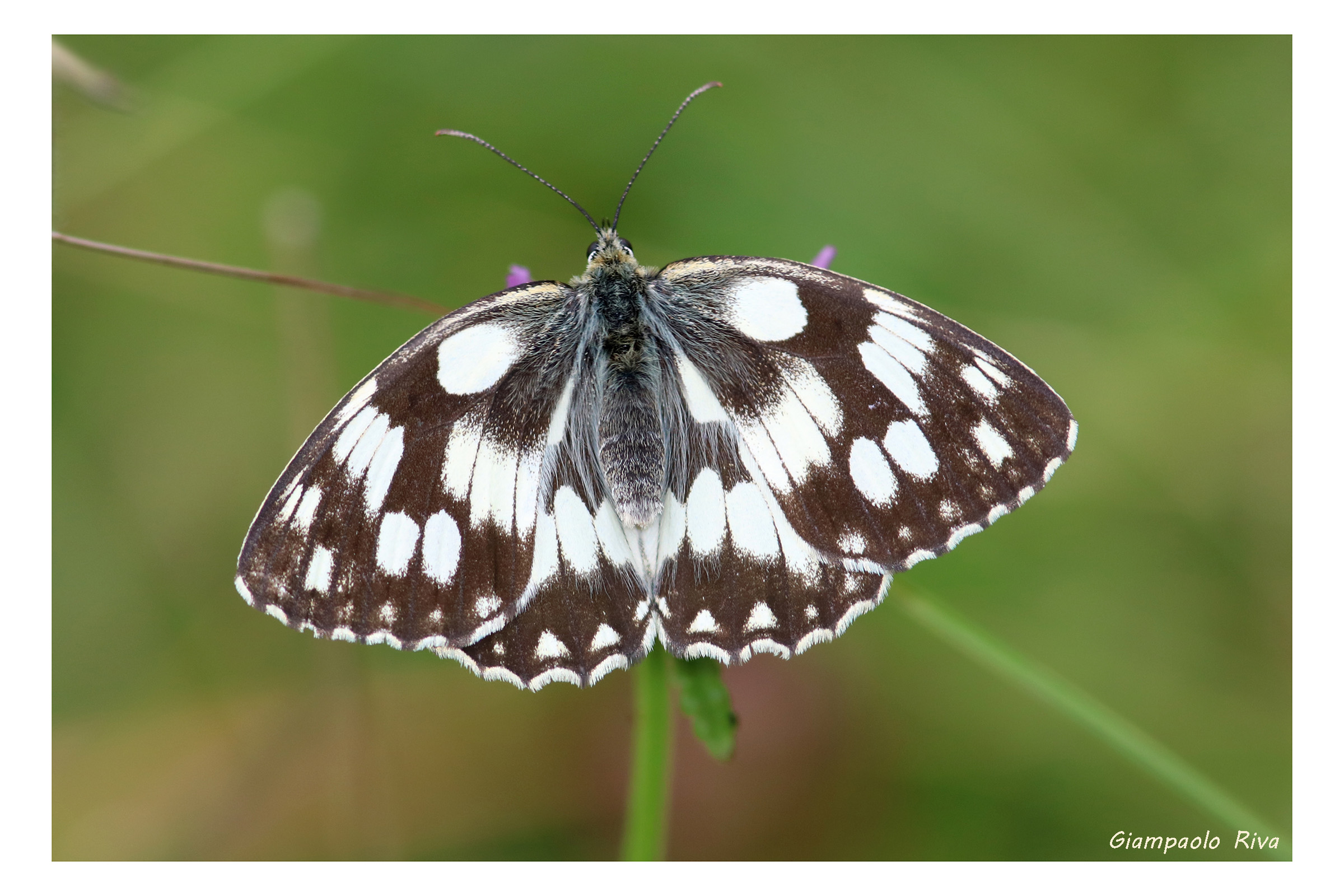 Melanargia galathea