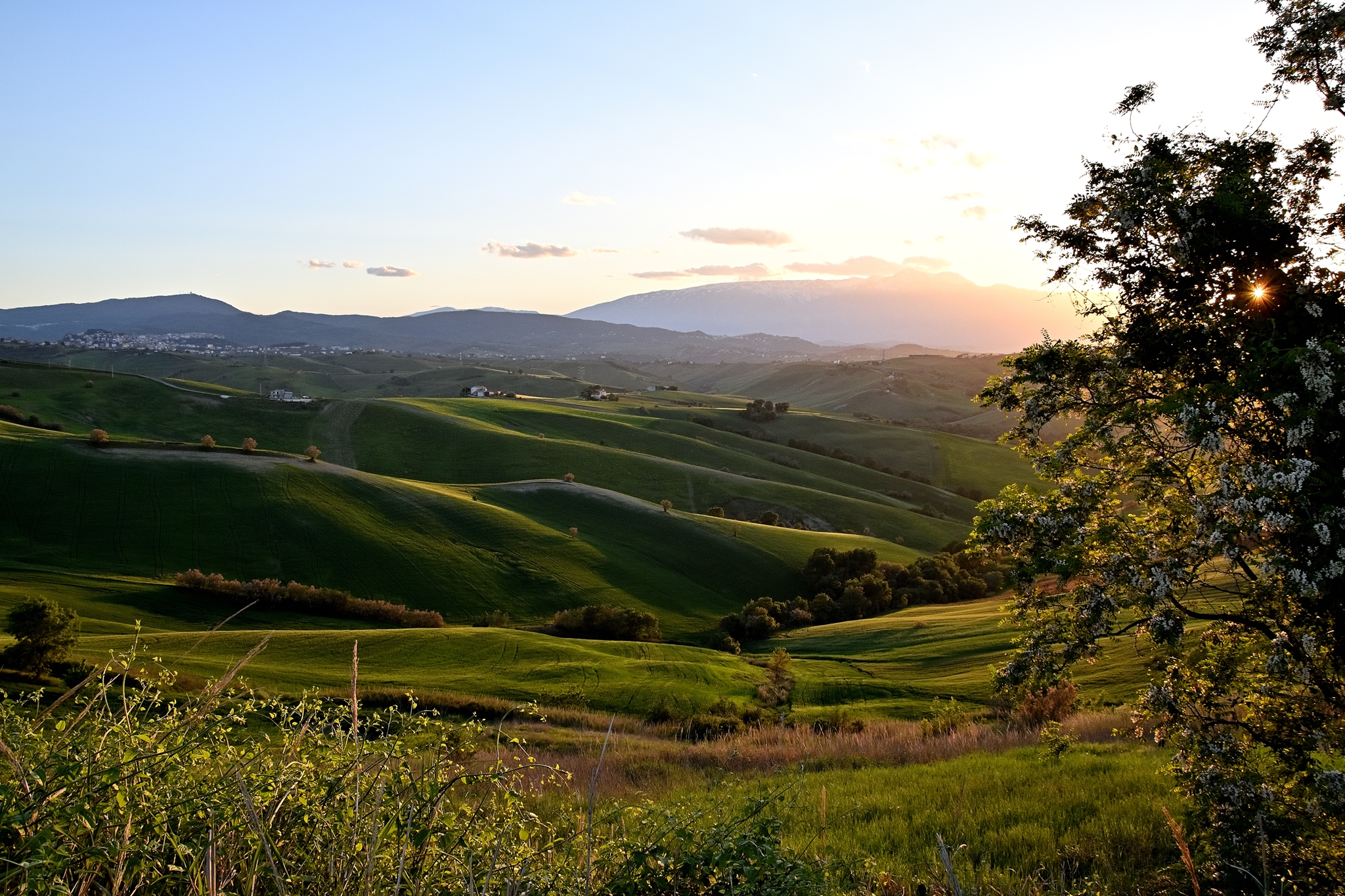 Light beyond the hedge