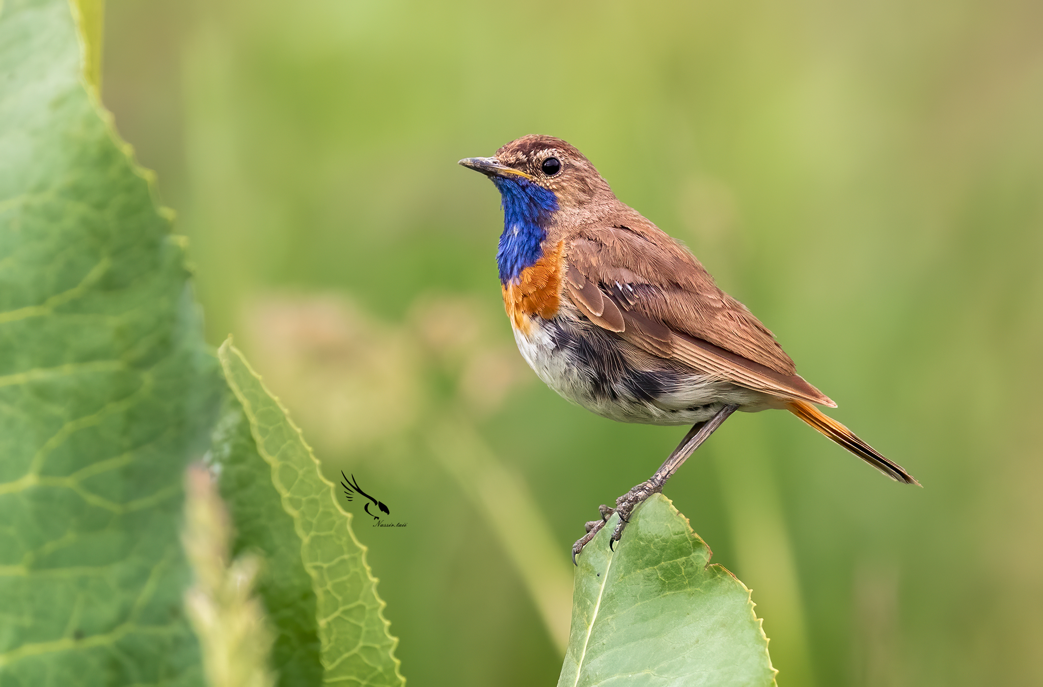 Bluethroat
