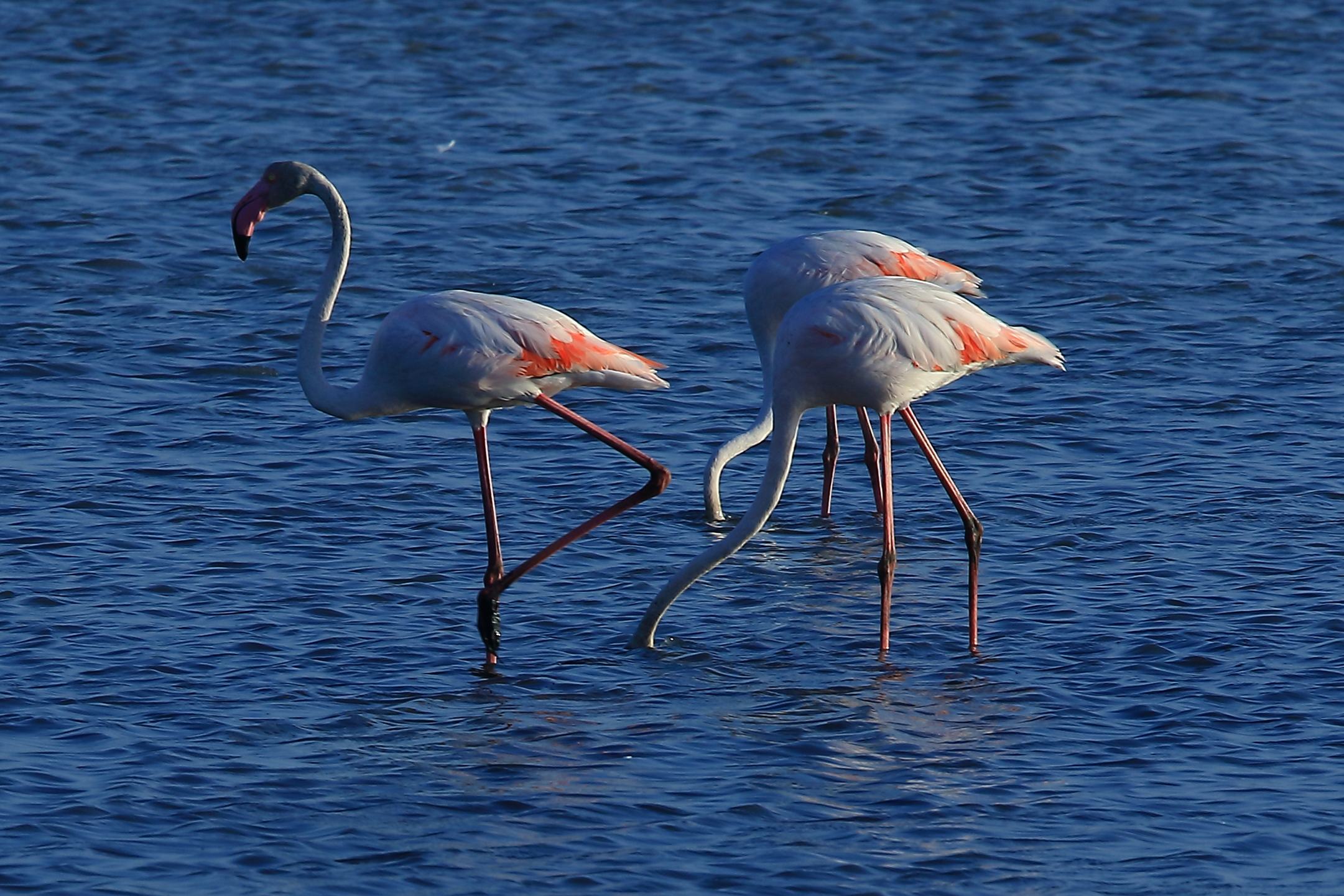 fenicotteri a Cervia