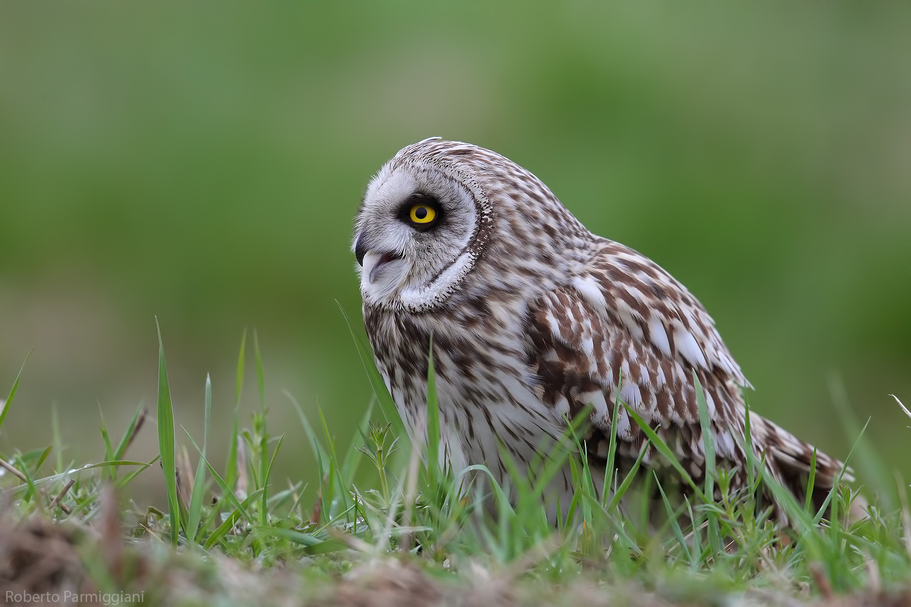 Swamp owl