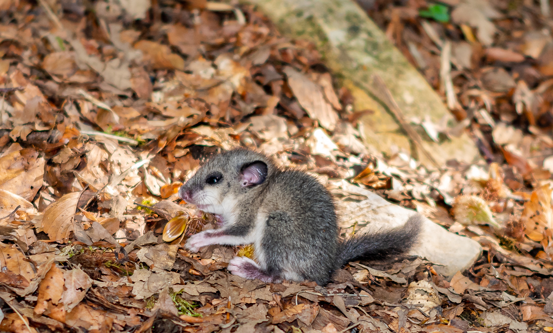 Incontri nel bosco ligure