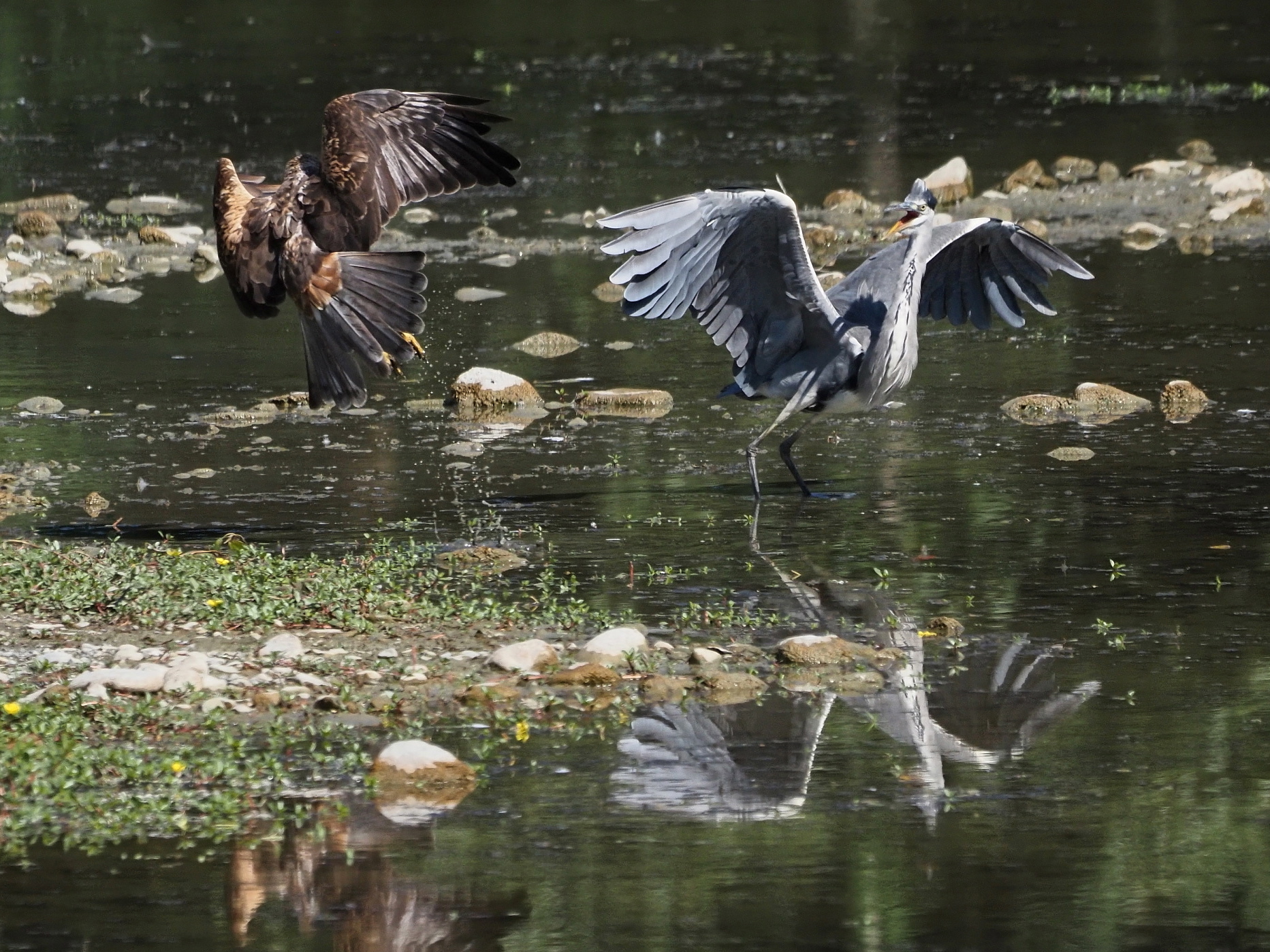 heron marsh falcon attack
