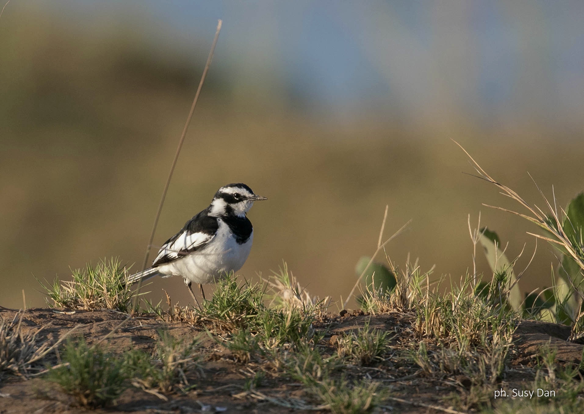 African Pied Wagtail - Ballerina nera africana