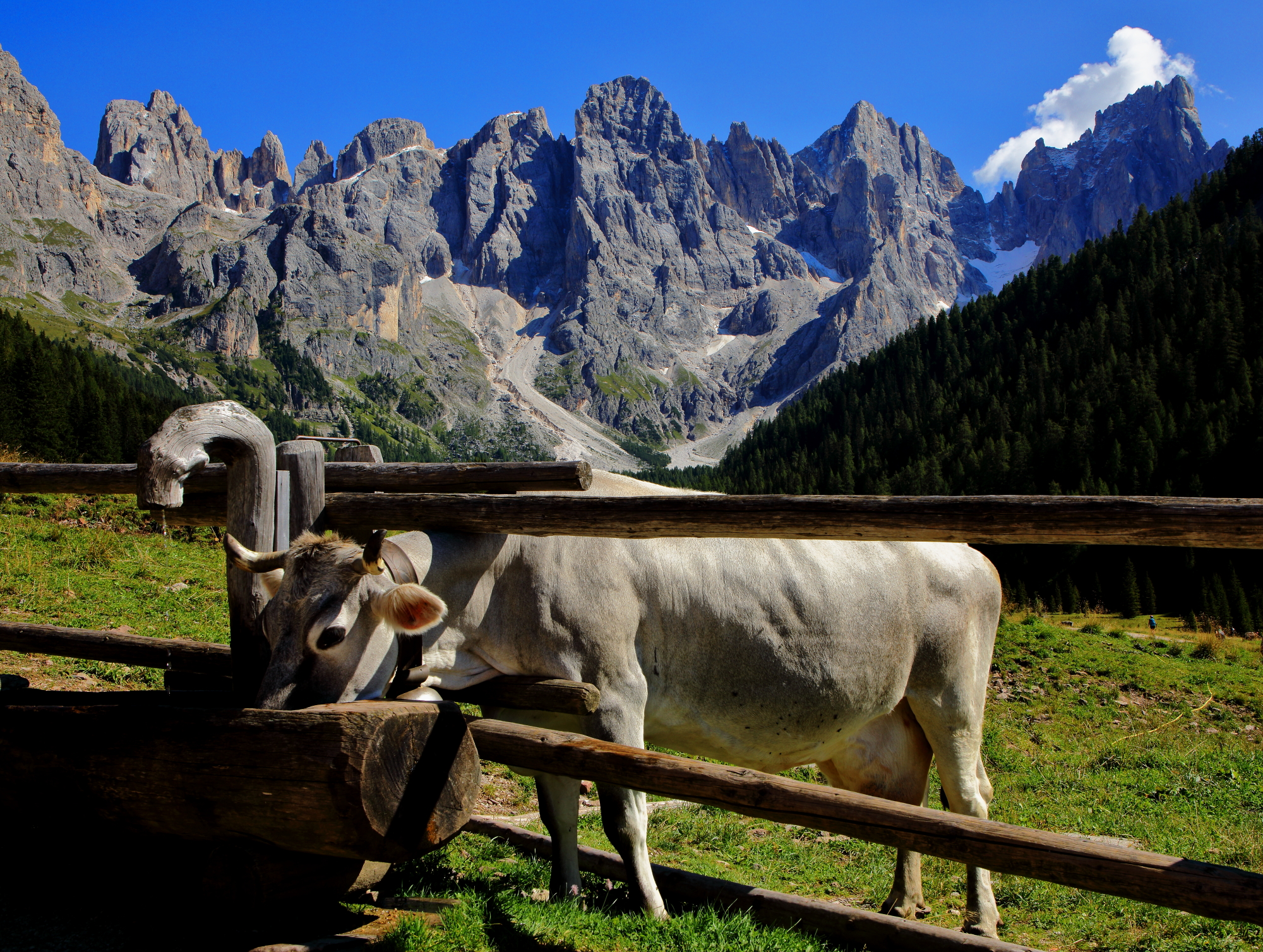 Val Venegia ( passo rolle ) Tn.
