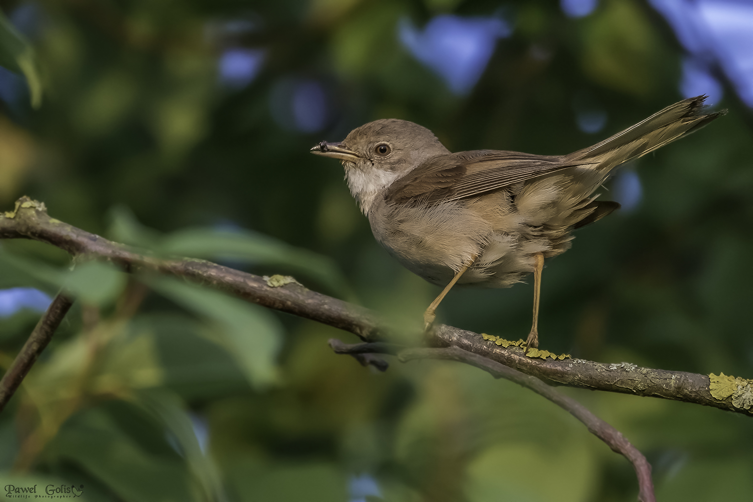Berretto nero eurasiatico (Sylvia atricapilla)