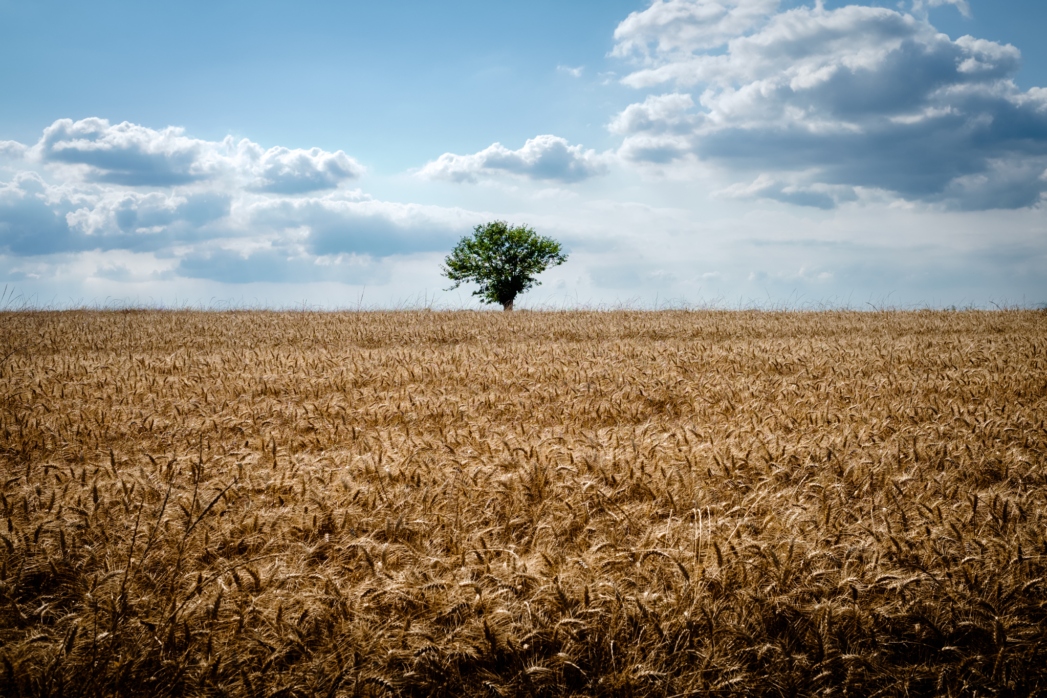 Lonely Tree
