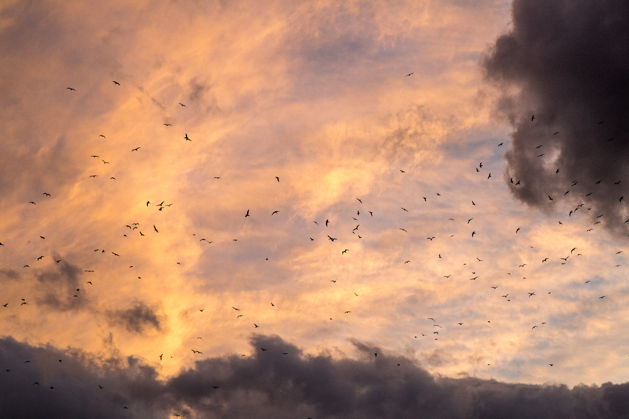 Birds