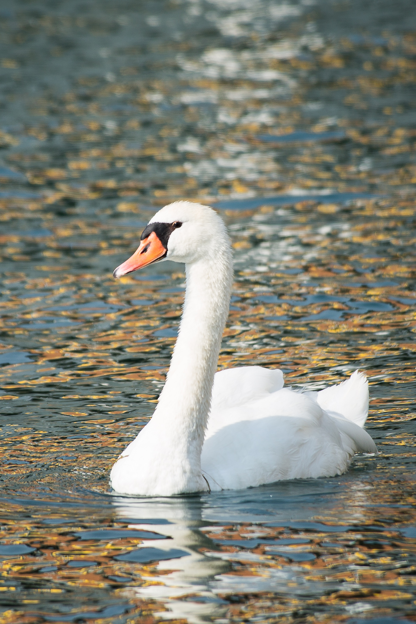 Swan