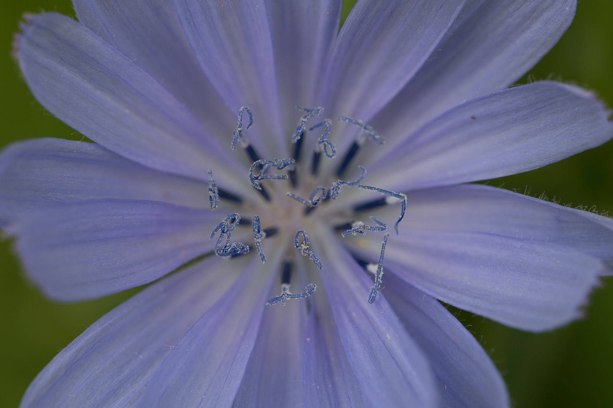 Pollen
