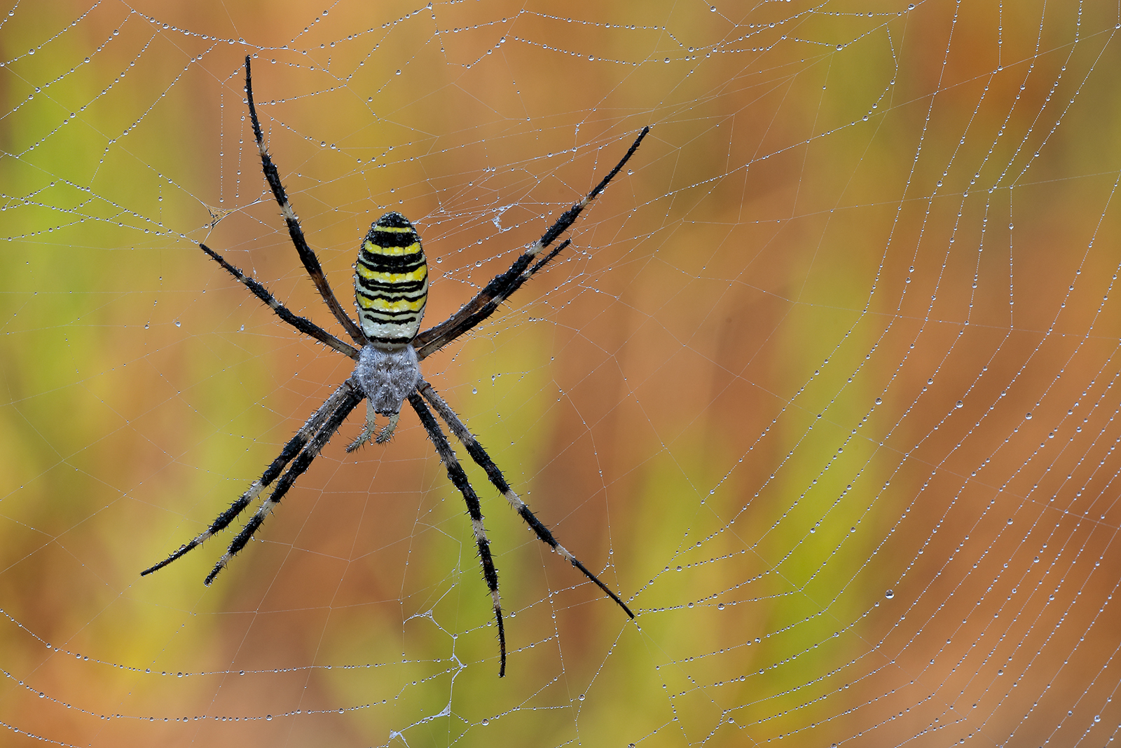 Argiope