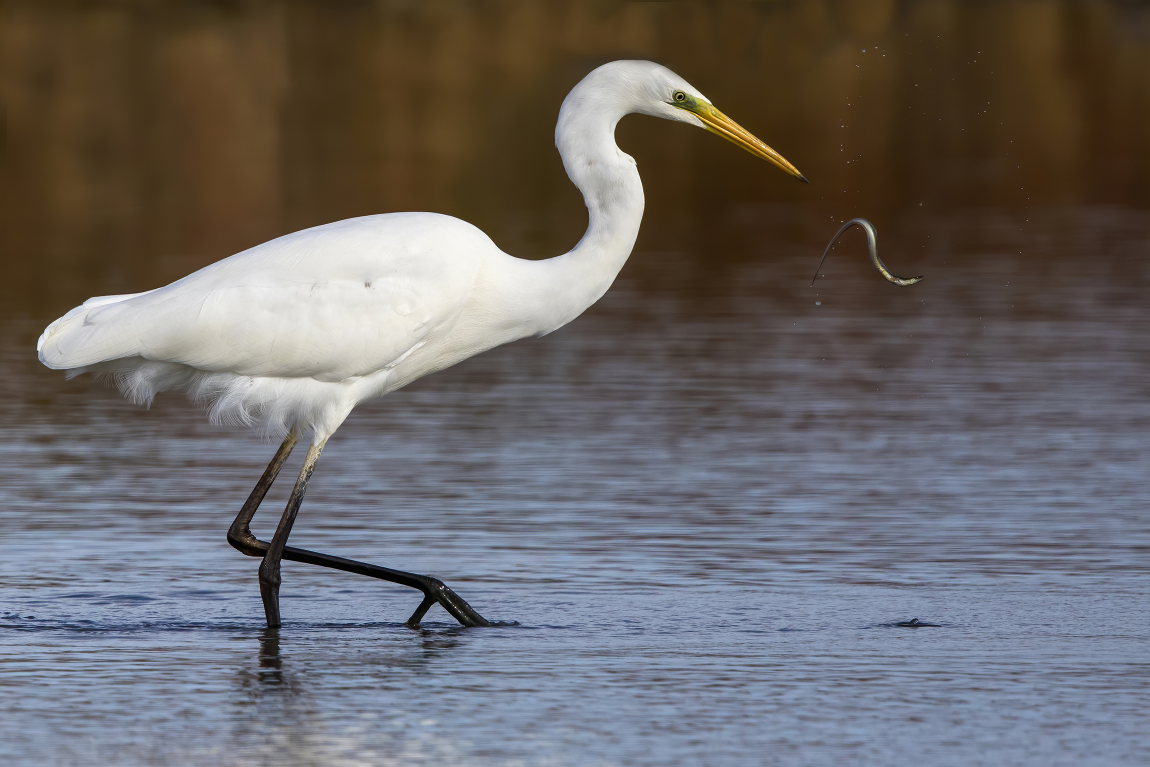 White herrone struggling with Eel