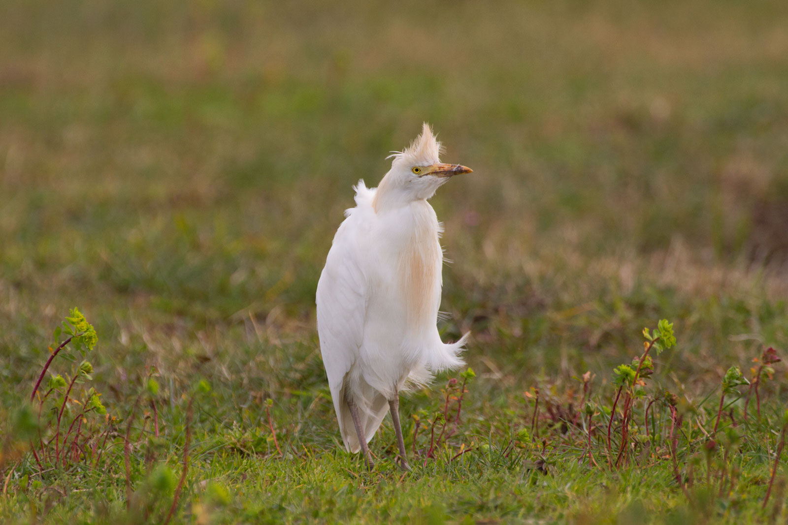 Cattle Egret set