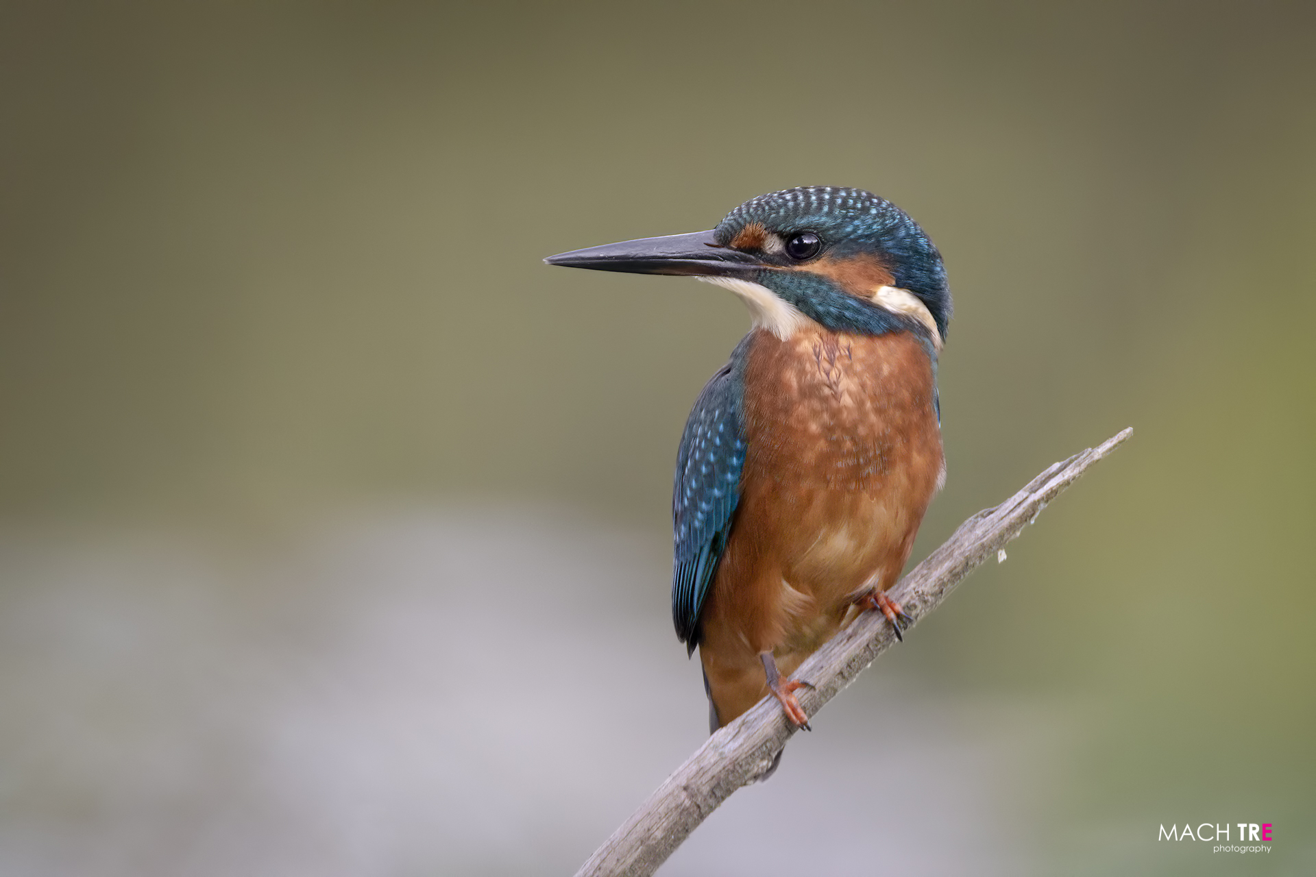 Martin fisherman (Alcedo attis)
