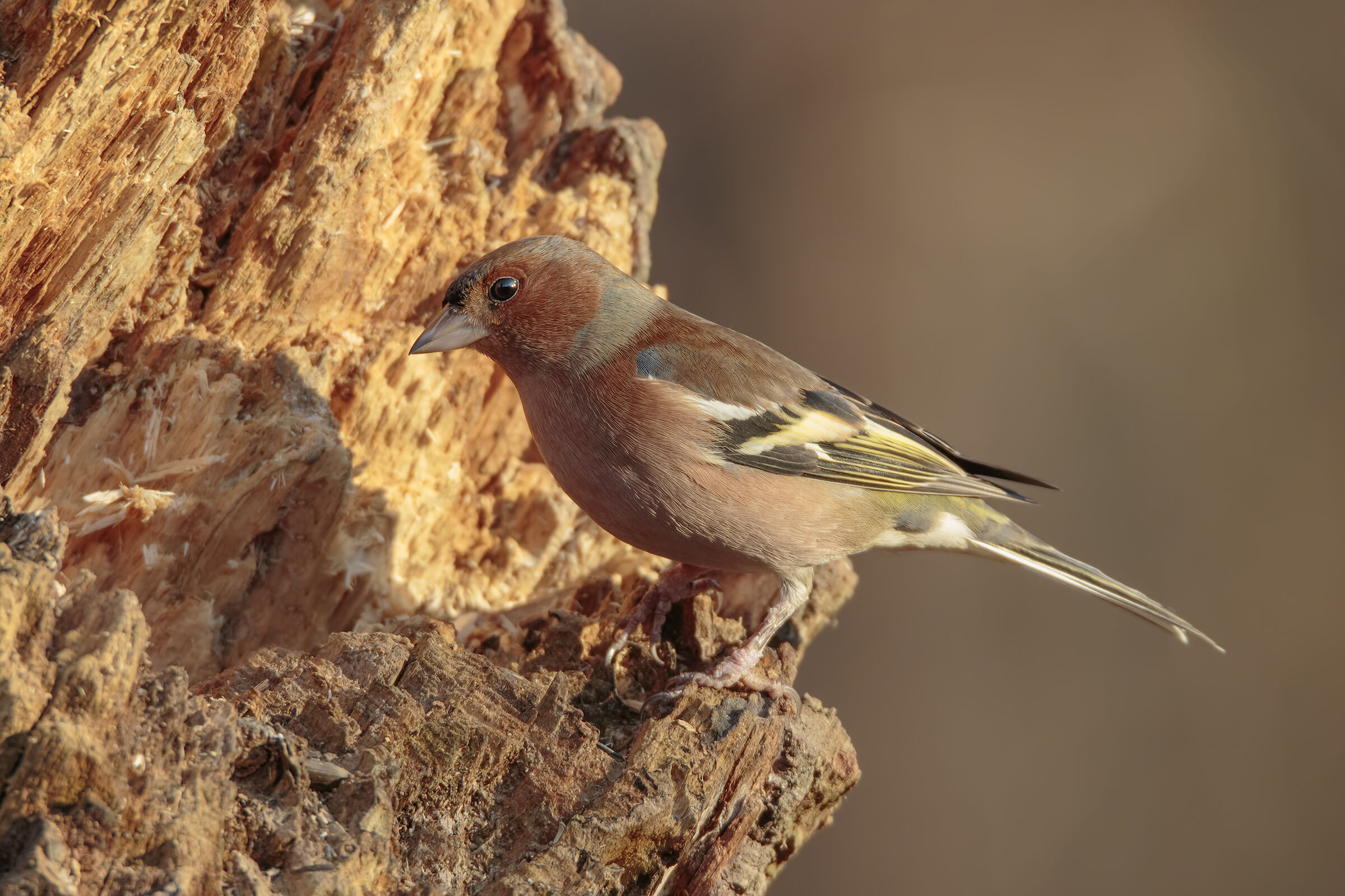 Prime luci sul fringuello