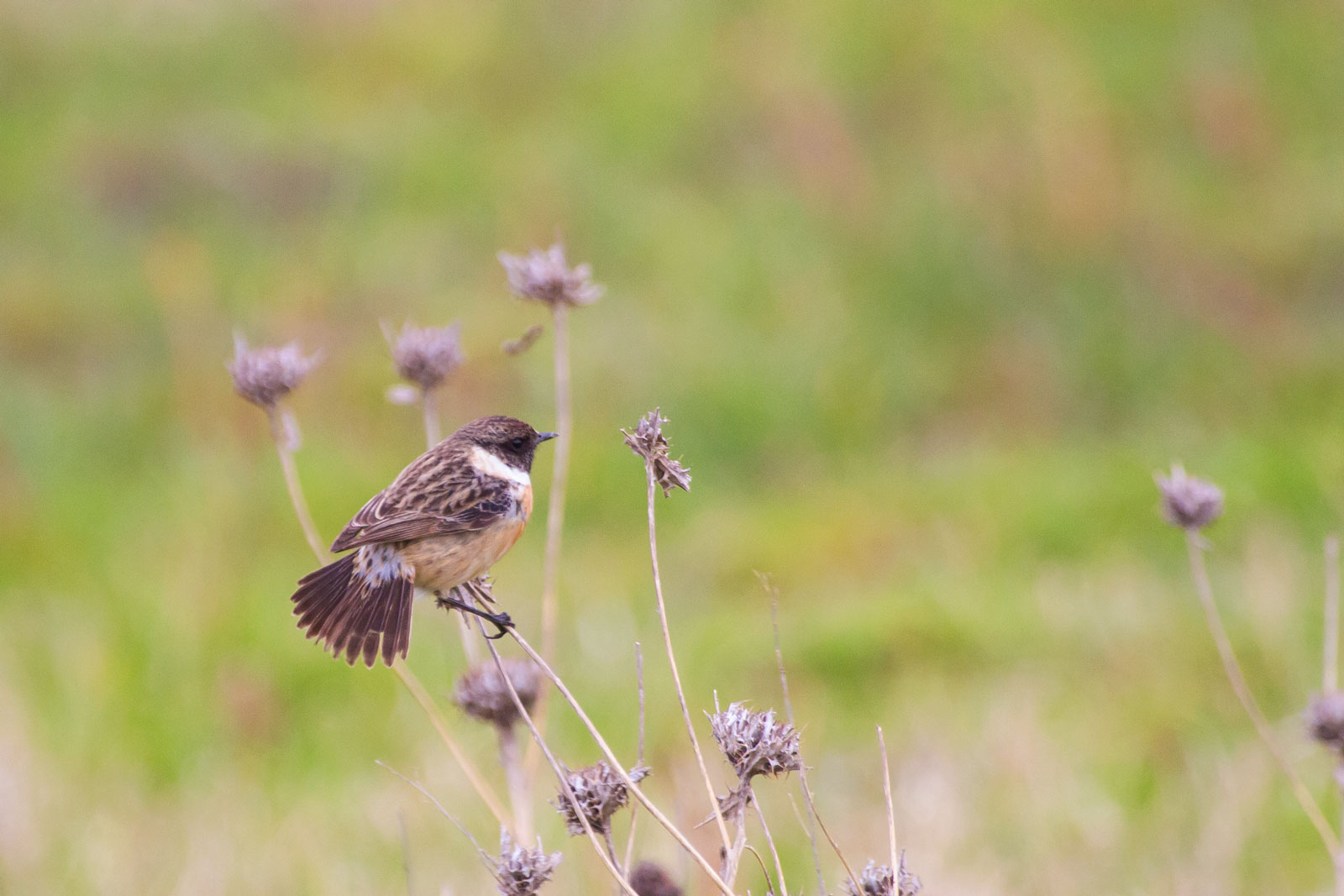 Stonechat