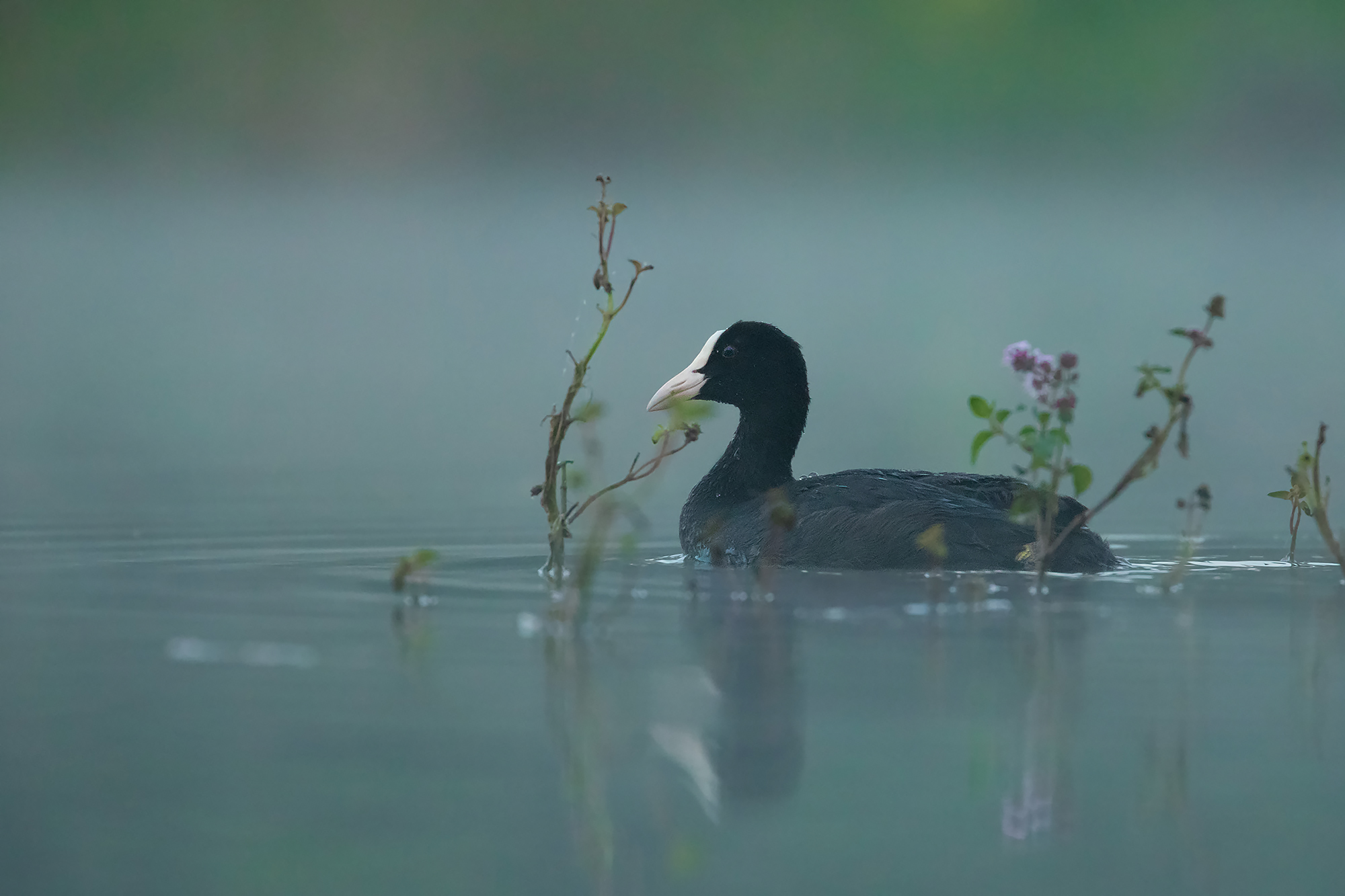 tra nebbia e fiori