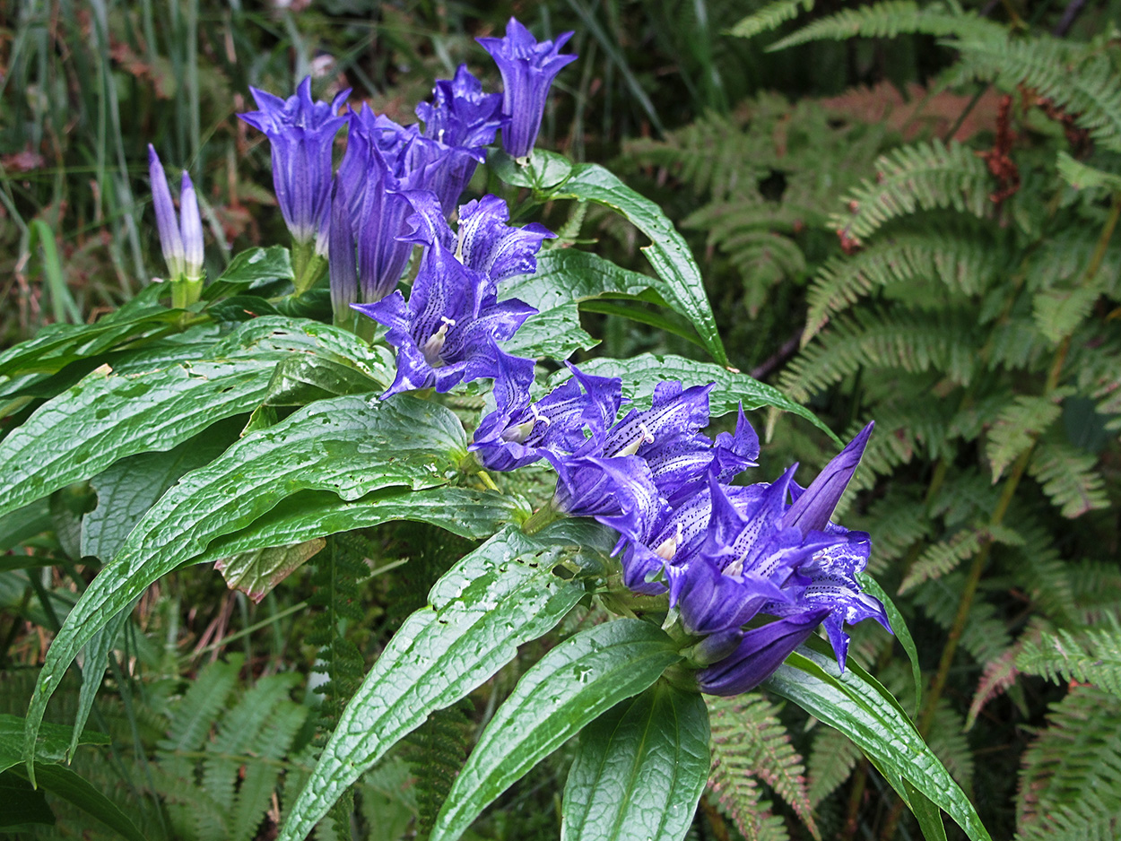 Genziana di Esculapio