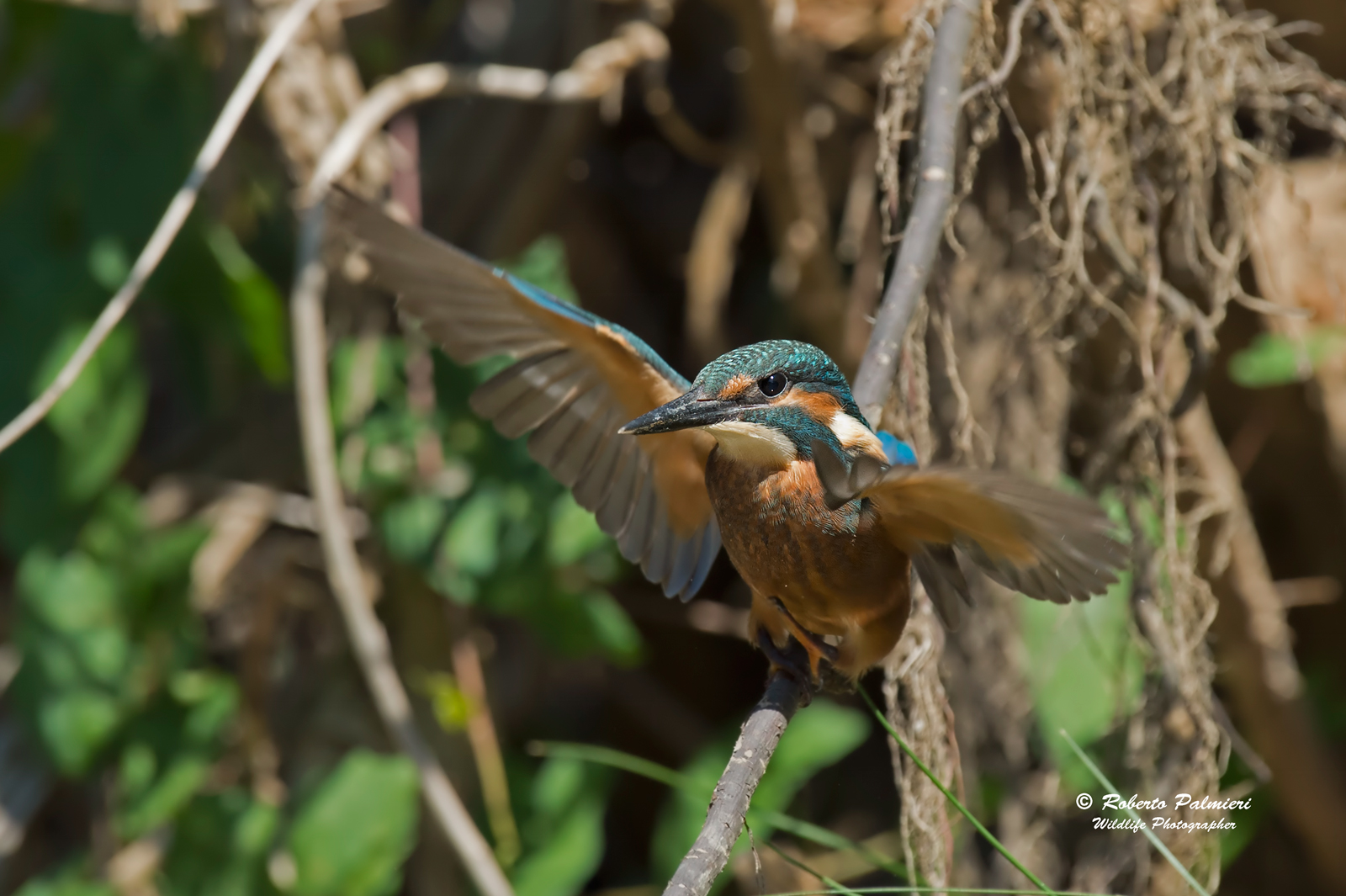 Martin Fisherman Alcedo Atthis juv. at his first involuntary