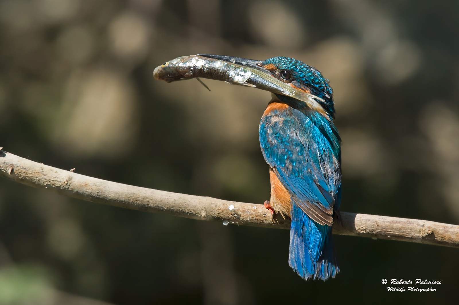 Martin Fisherman with fish to the nest