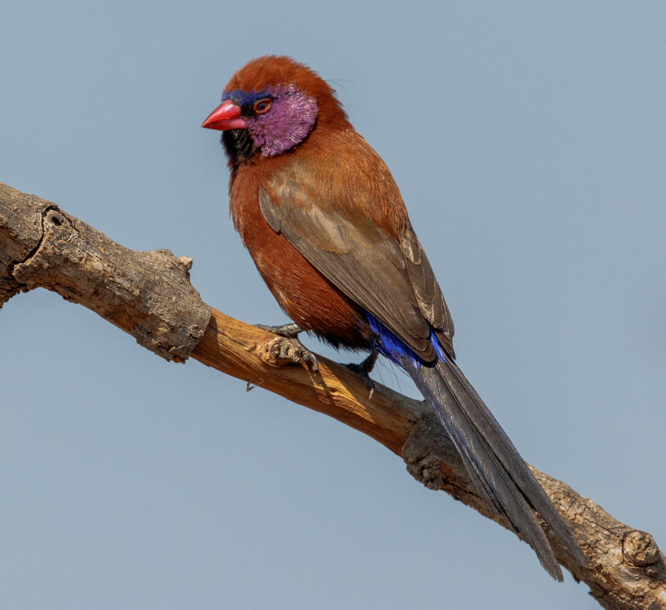 Violet-eard Waxbill