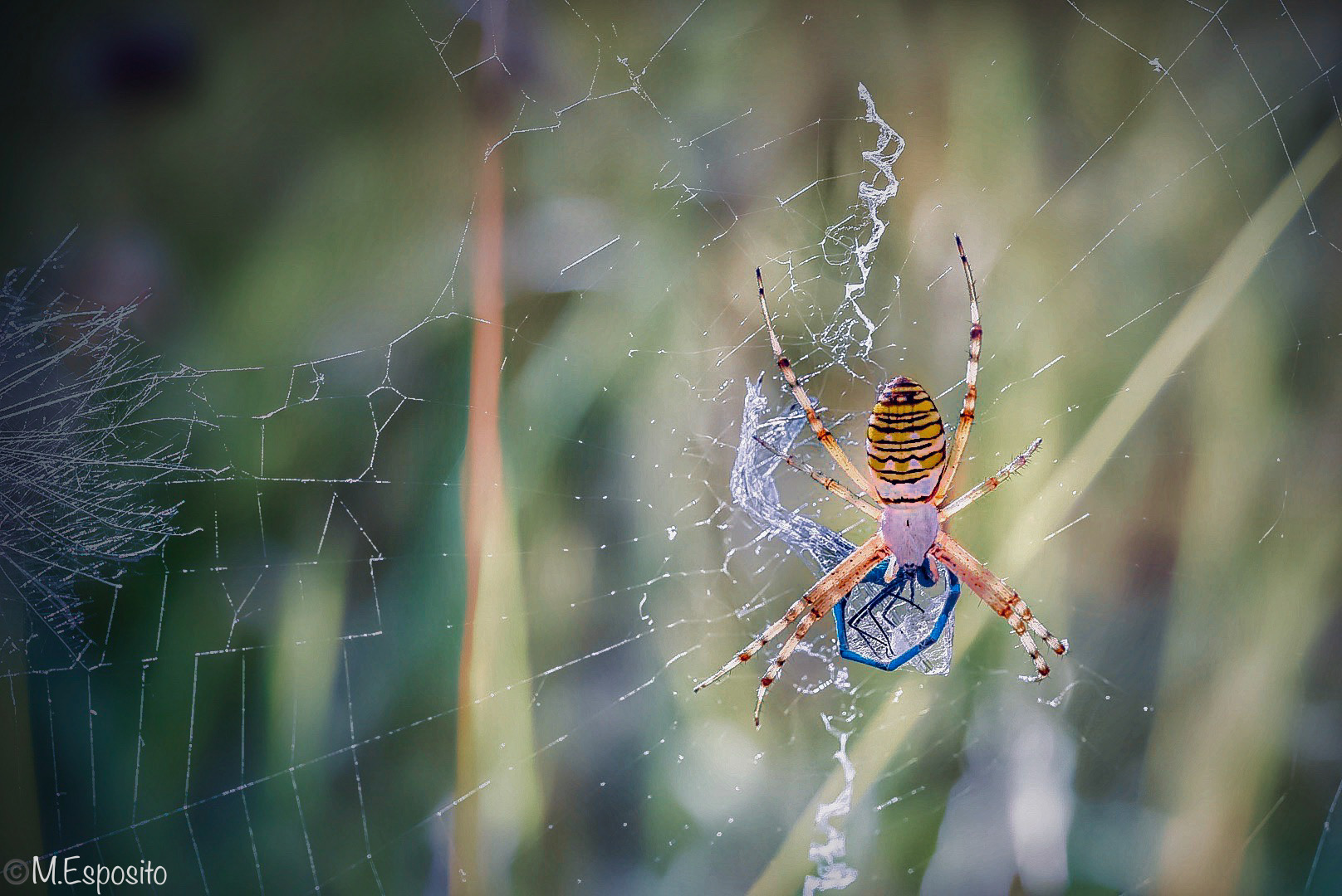 Wasp spider... to protect the prey!