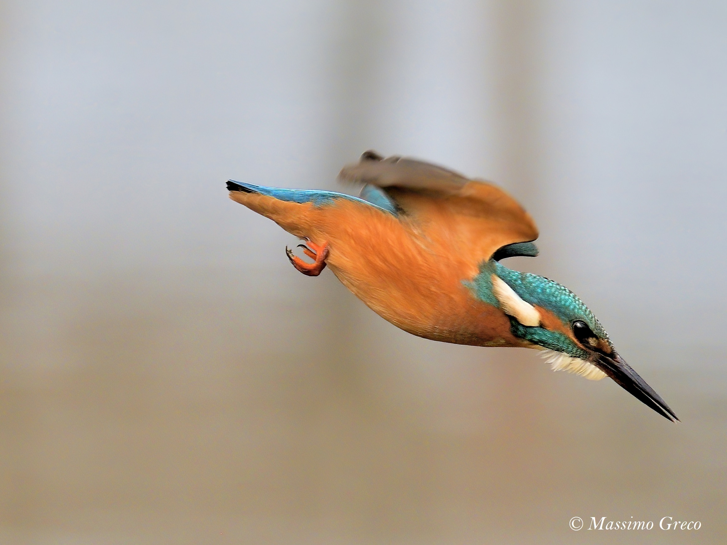 Martin fisherman in dip