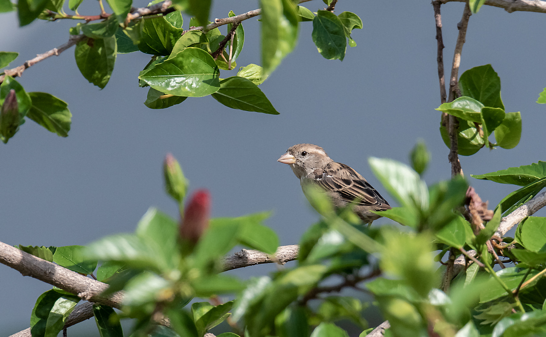 Common sparrow