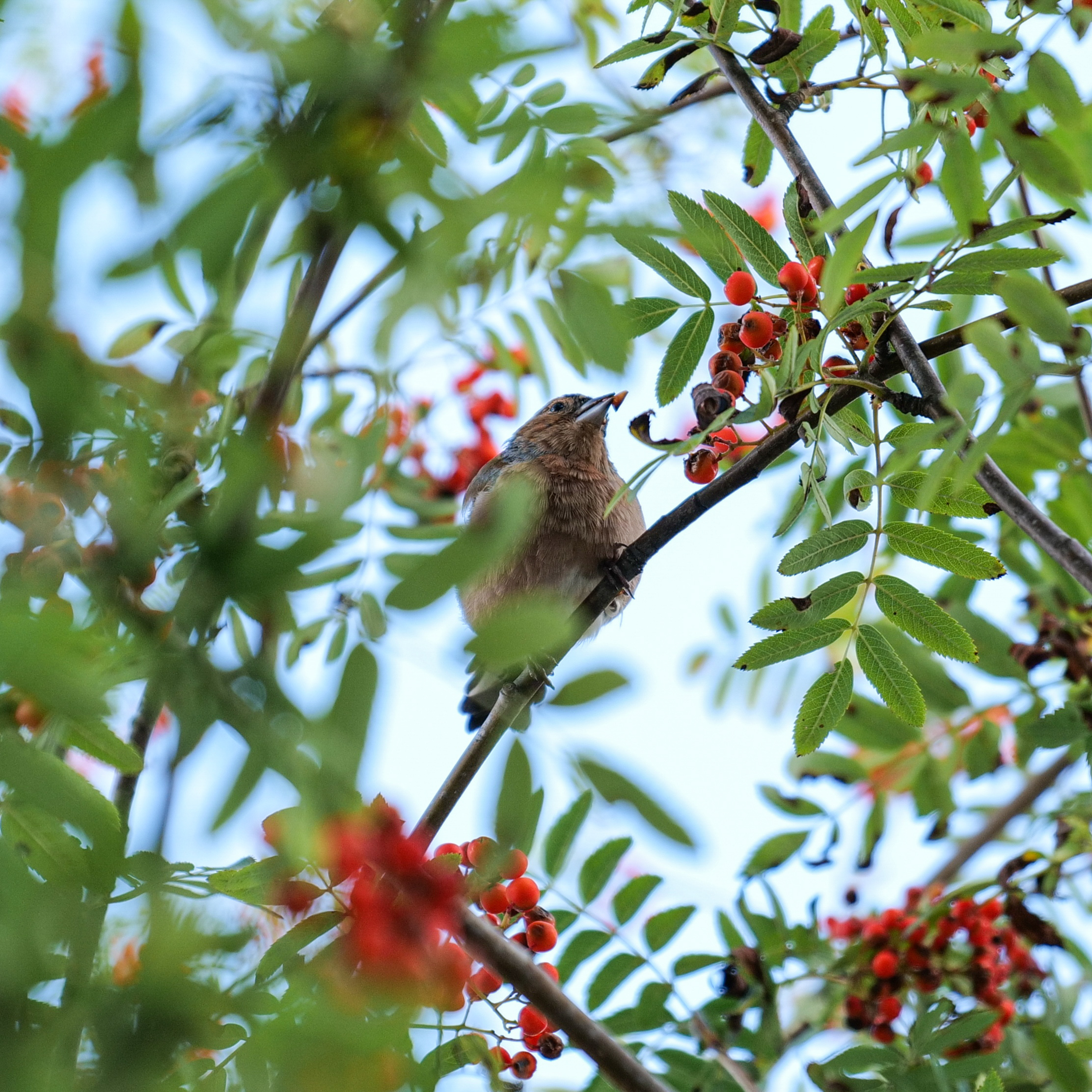 The sparrow and the cheer