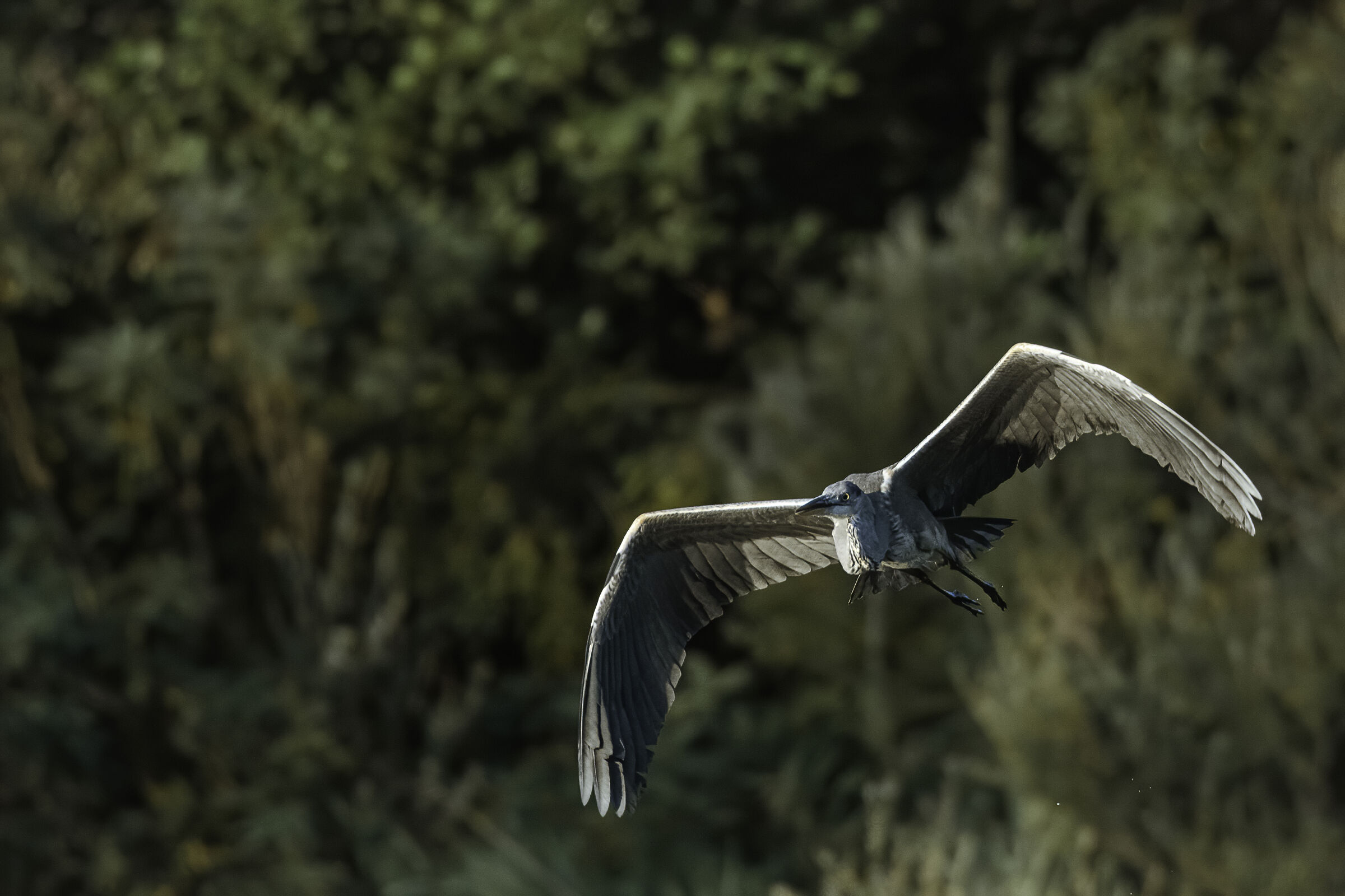 Airone cenerino in sorvolo