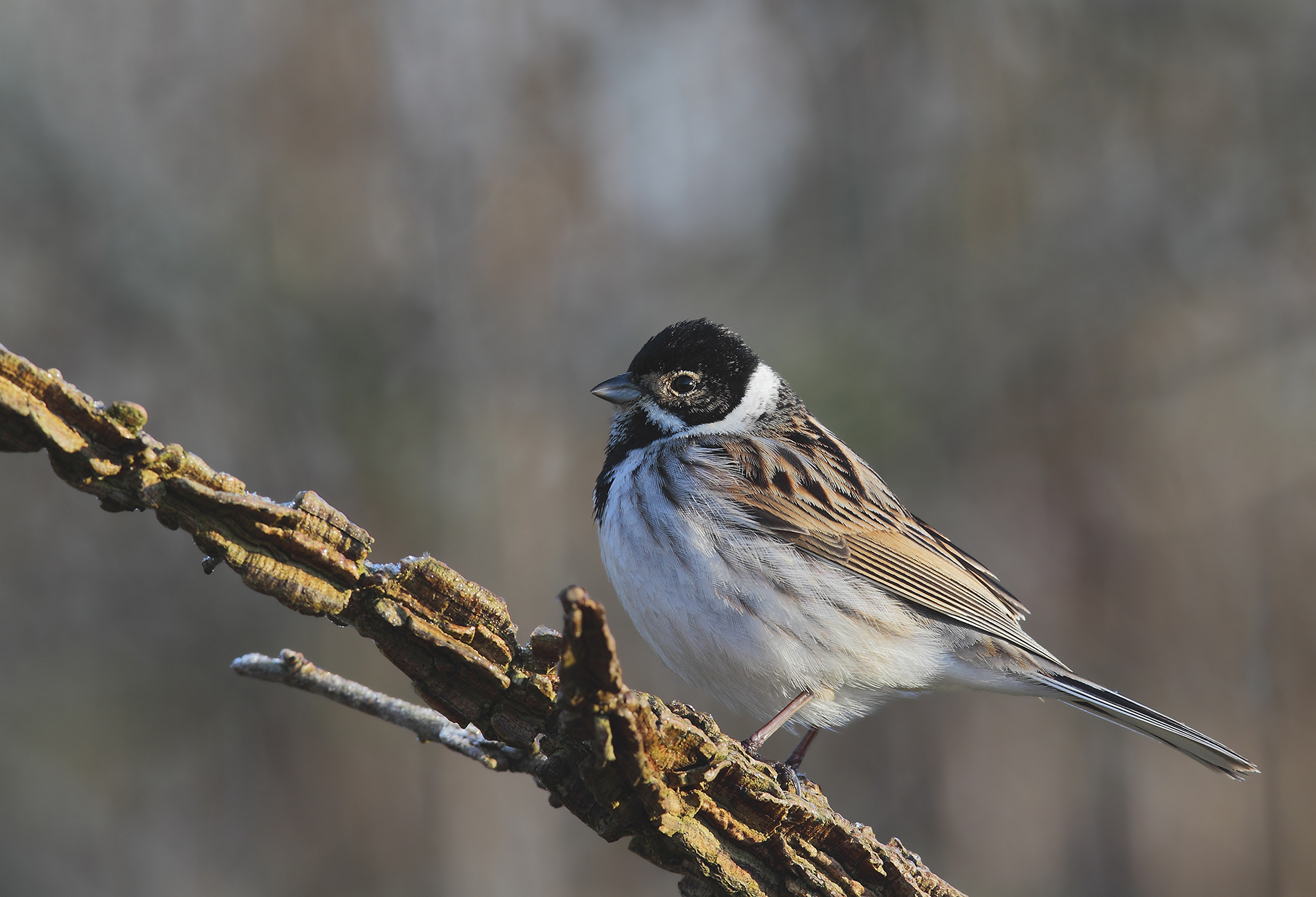 Migliarino di padule(maschio)