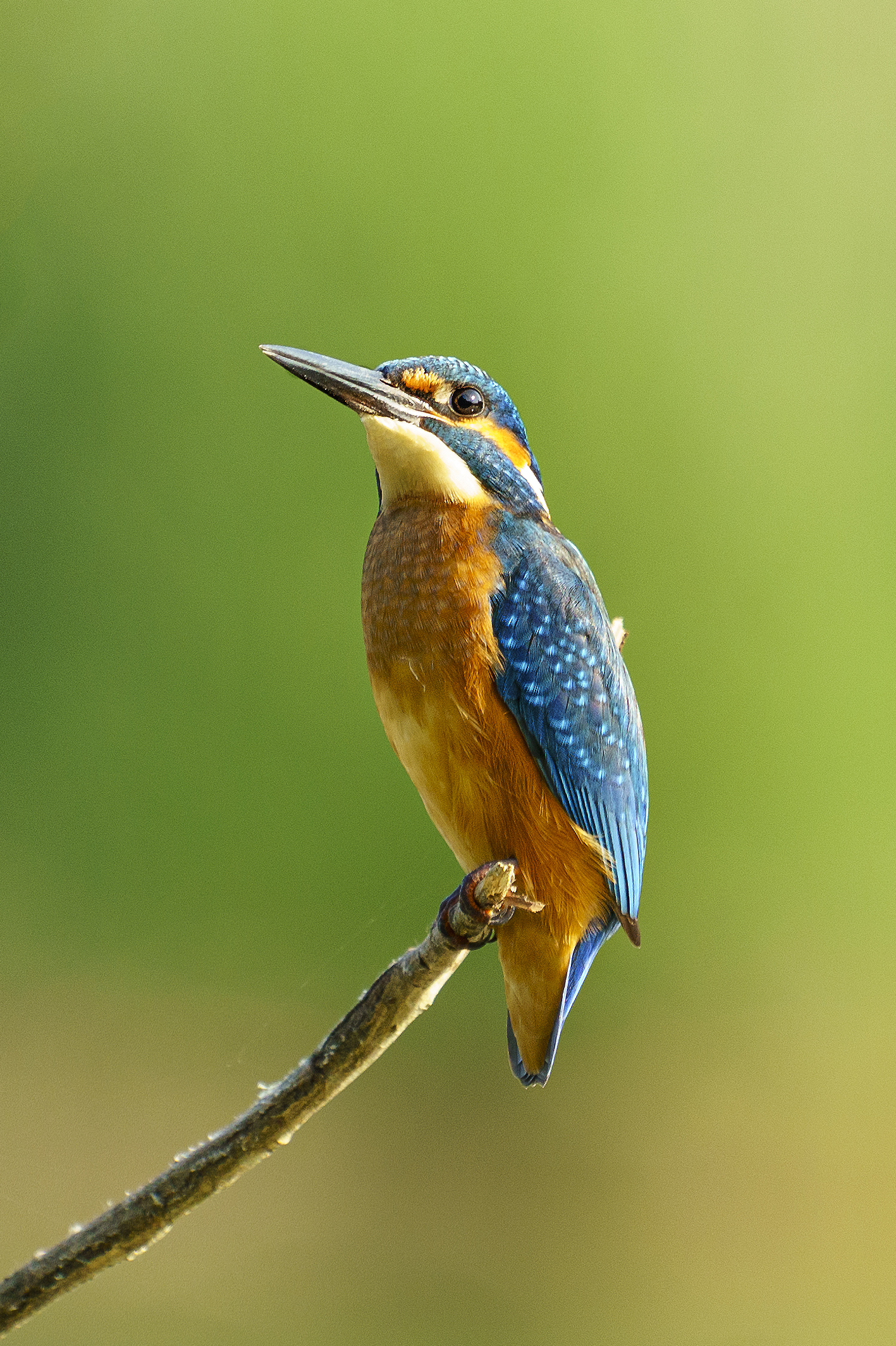 Kingfisher