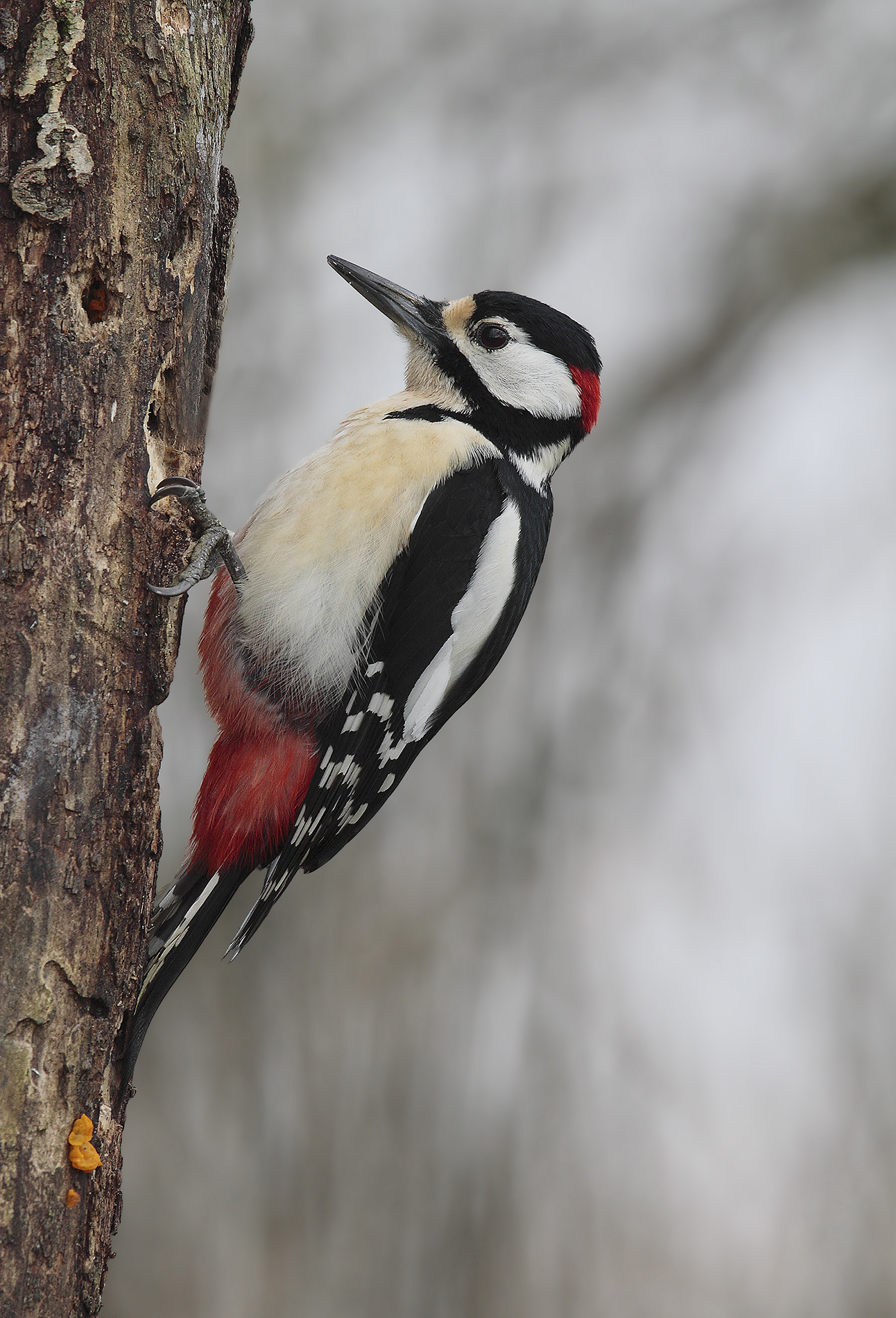 Woodpecker major