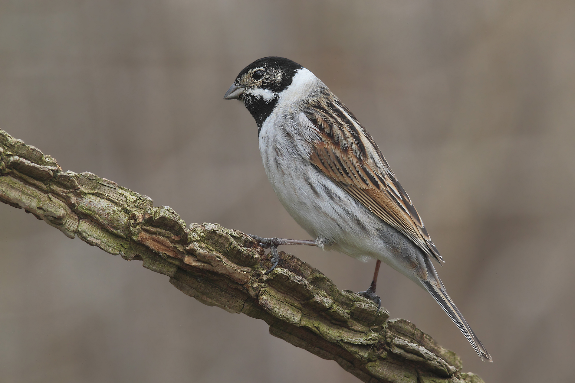 Migliarino of marsh (male)