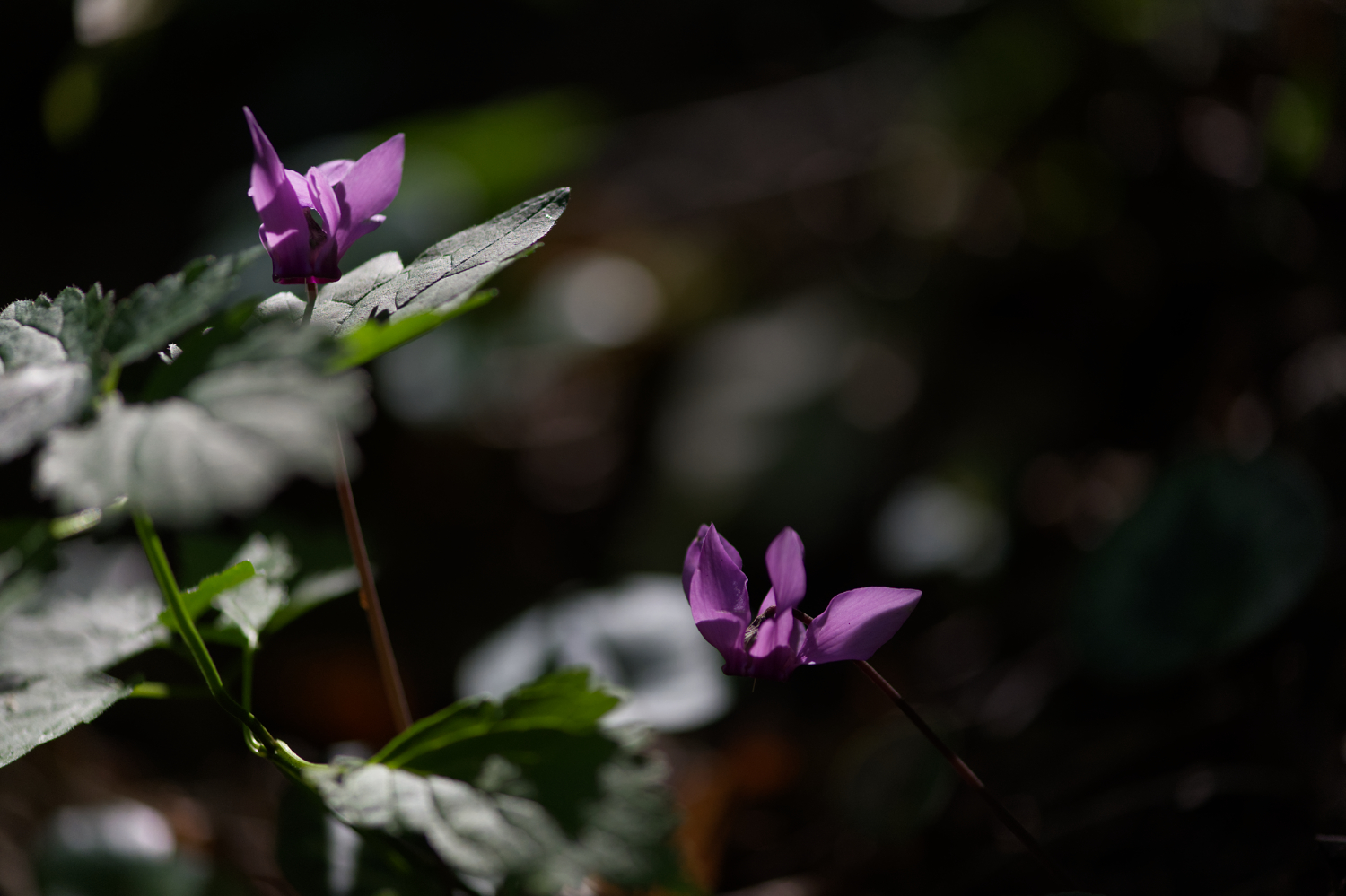 The wonders of the woods